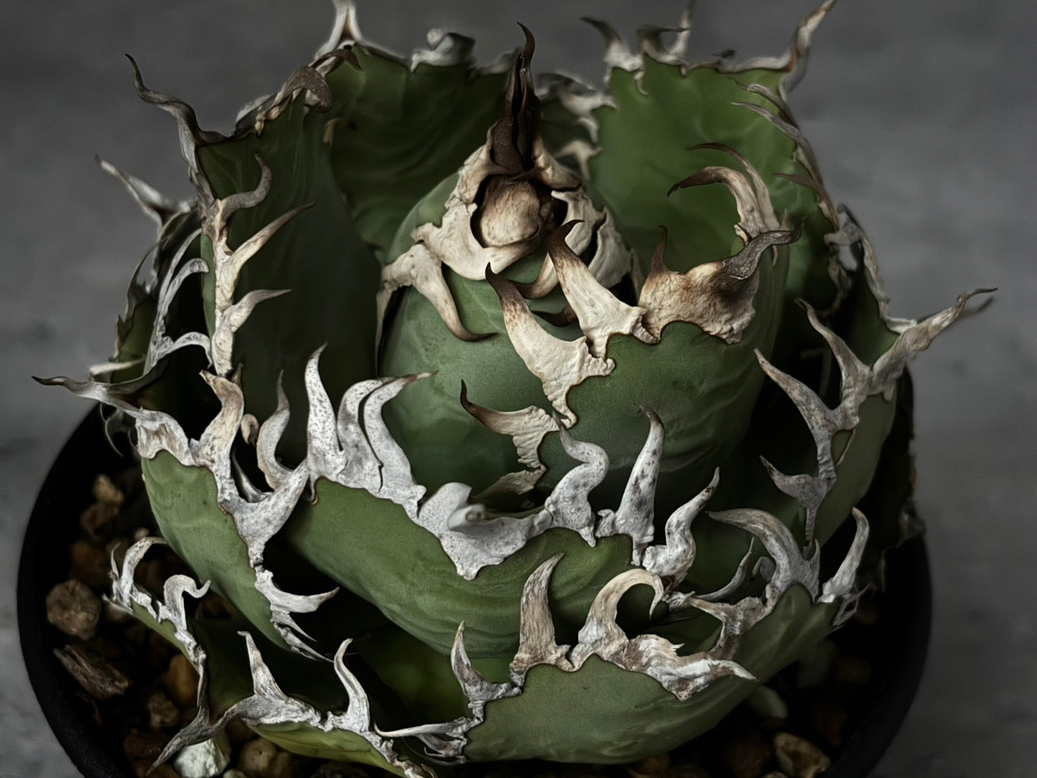 〈Lize‐リゼ〉フィリグリー 〈品番‐AL- 6〉