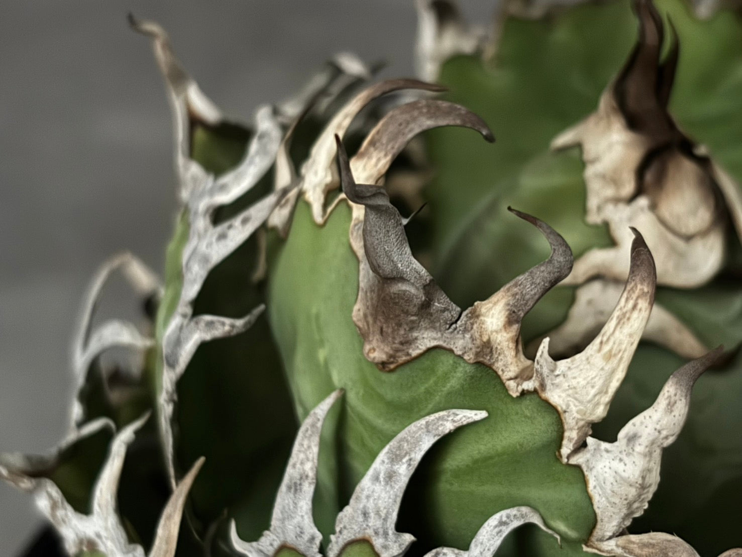 〈Lize‐リゼ〉フィリグリー 〈品番‐AL- 6〉