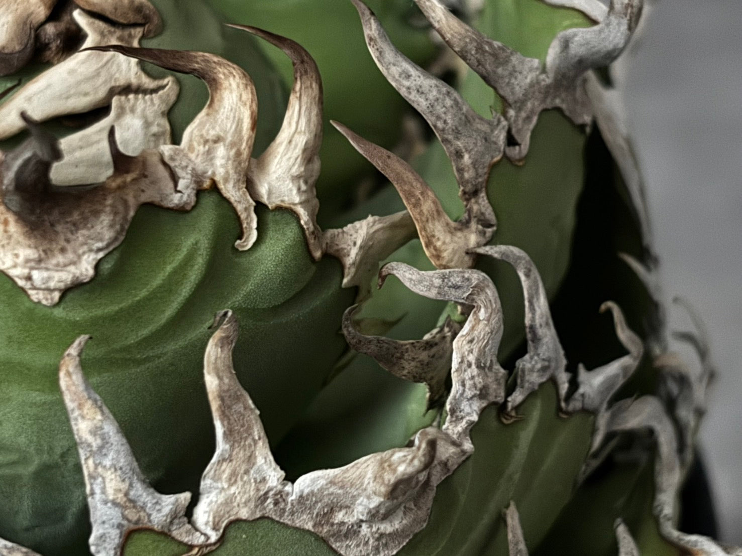 〈Lize‐リゼ〉フィリグリー 〈品番‐AL- 6〉