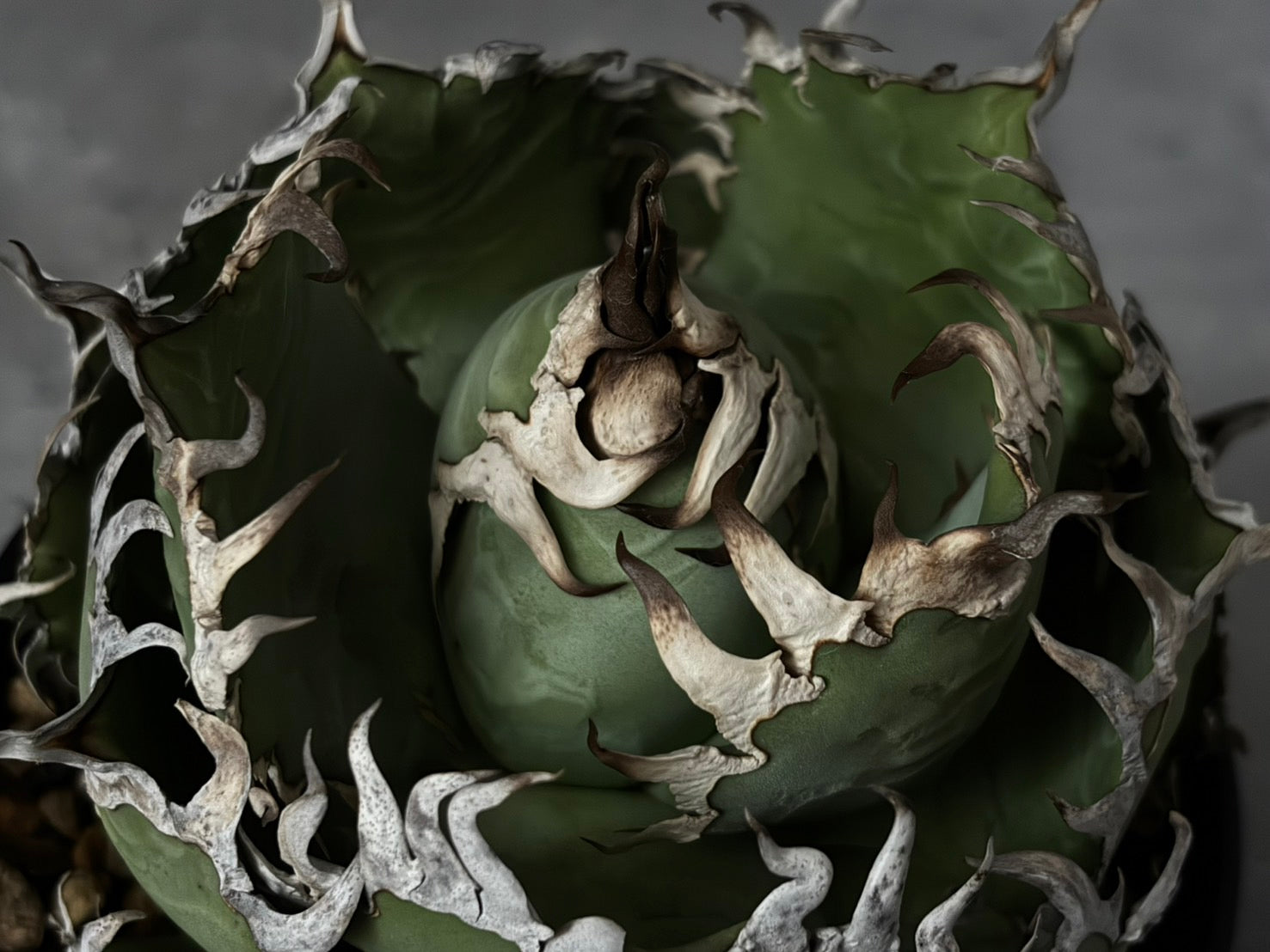 〈Lize‐リゼ〉フィリグリー 〈品番‐AL- 6〉