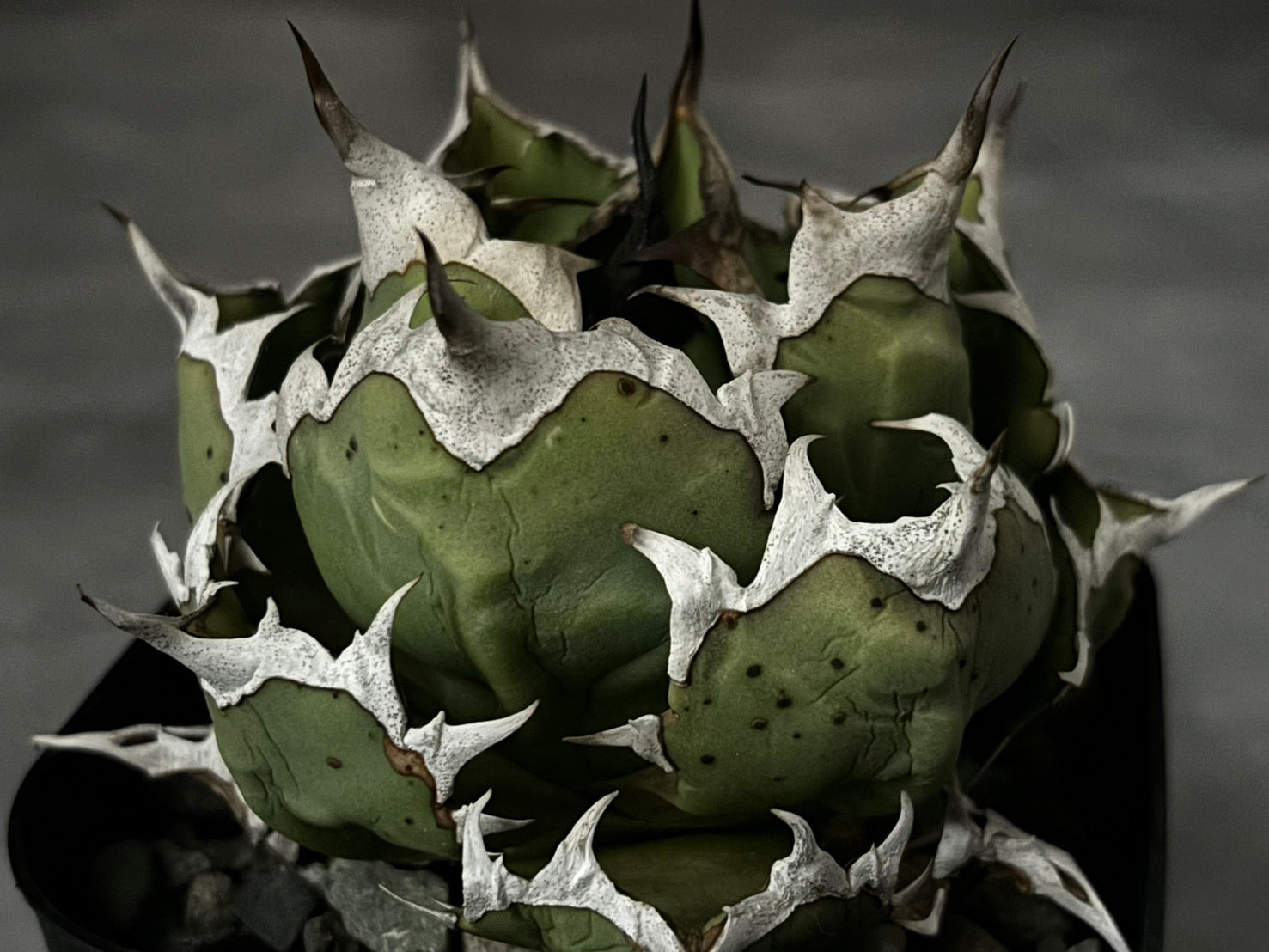 〈Lize‐リゼ〉東大姫厳龍 子株〈品番‐CL-43〉