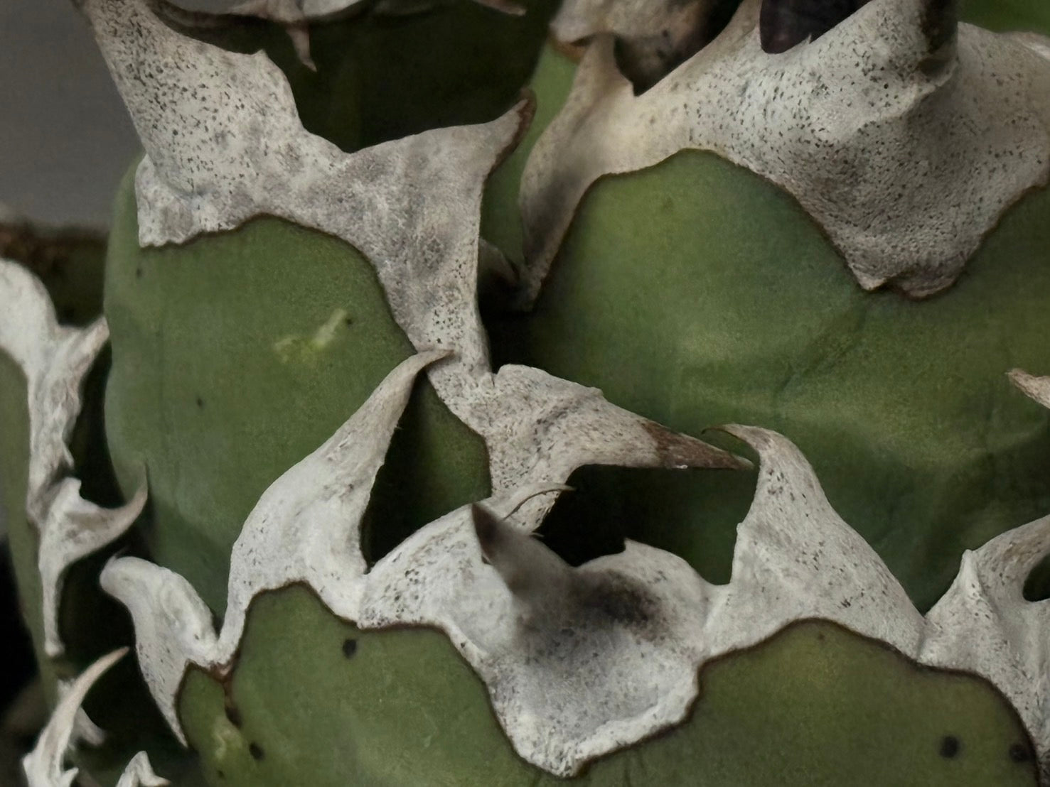 〈Lize‐リゼ〉東大姫厳龍 子株〈品番‐CL-43〉