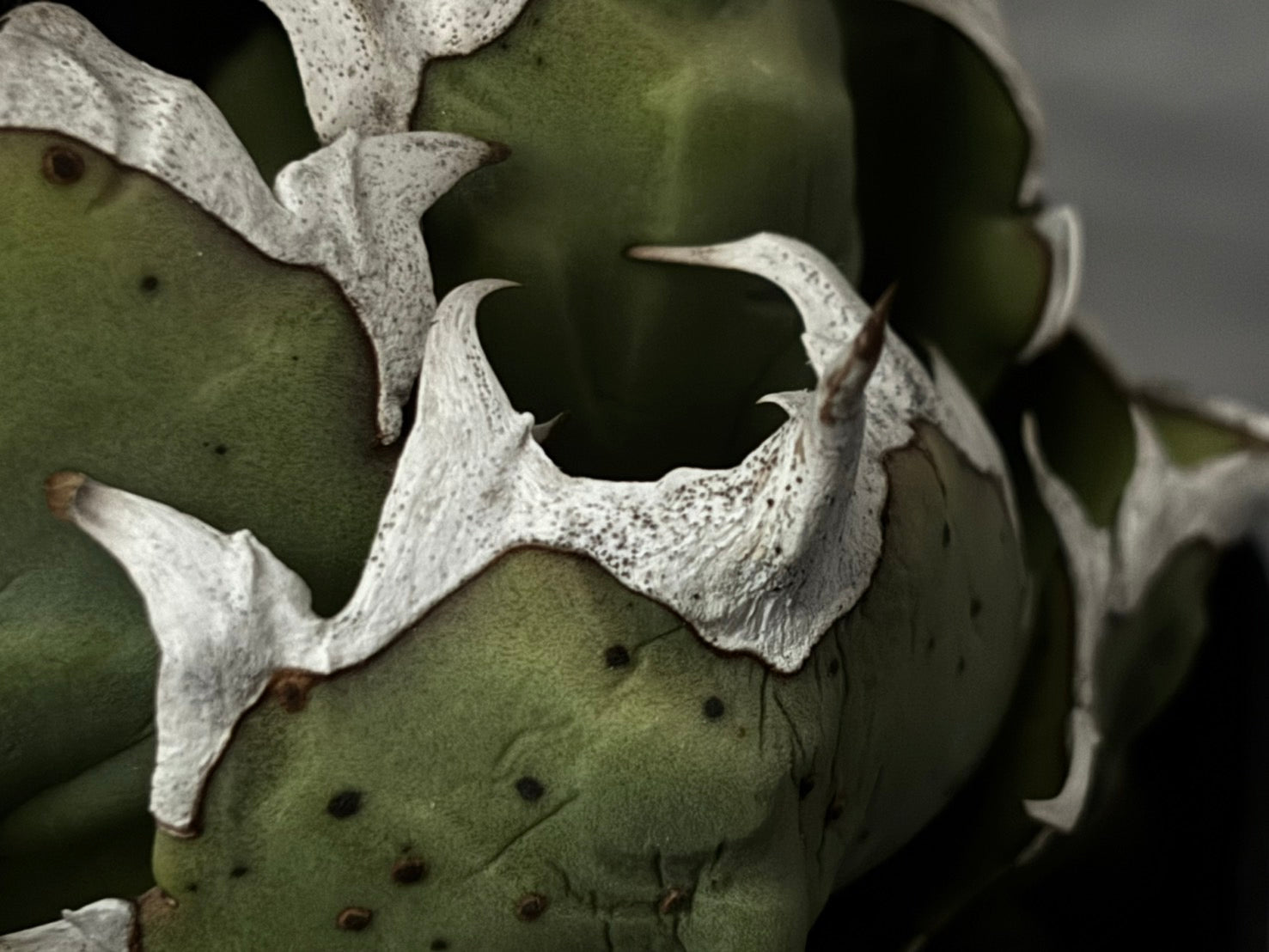 〈Lize‐リゼ〉東大姫厳龍 子株〈品番‐CL-43〉