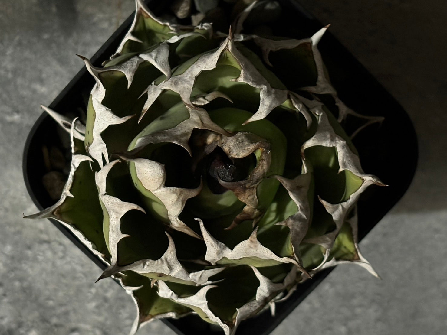 〈Lize‐リゼ〉東大姫厳龍 子株〈品番‐CL-42〉