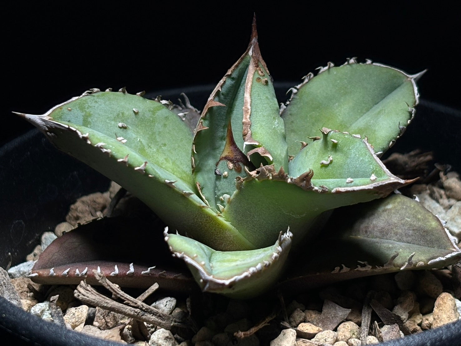 〈PAS〉 鰐亀 〈品番‐ADP-2〉