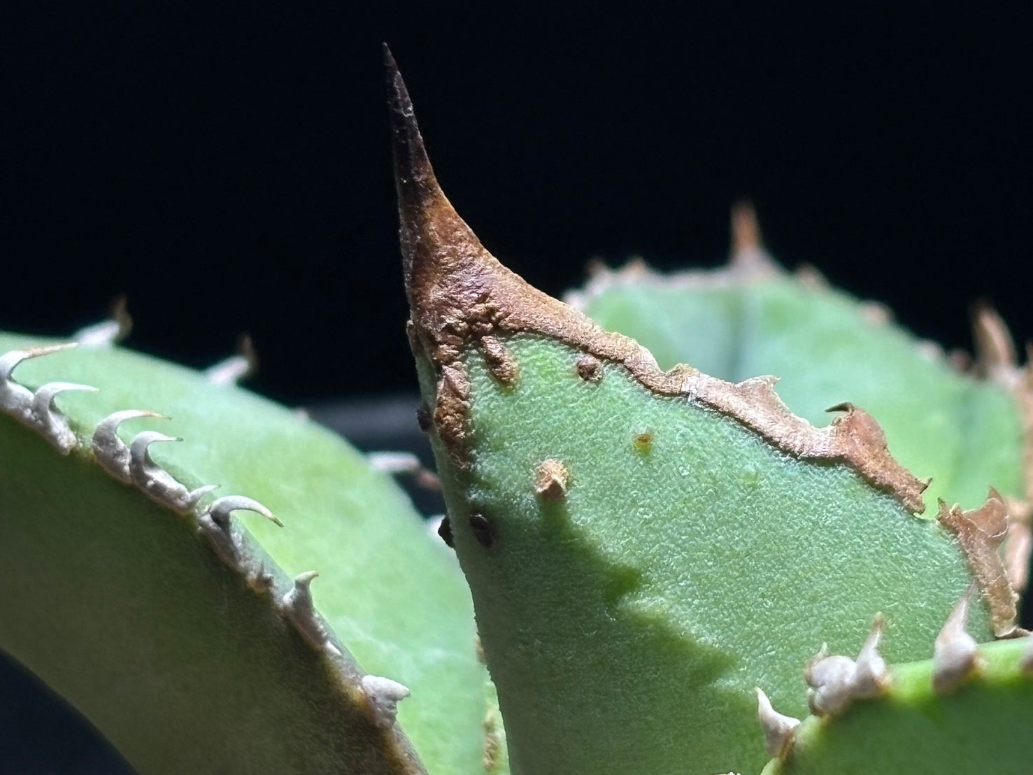 〈PAS〉 鰐亀 〈品番‐ADP-2〉