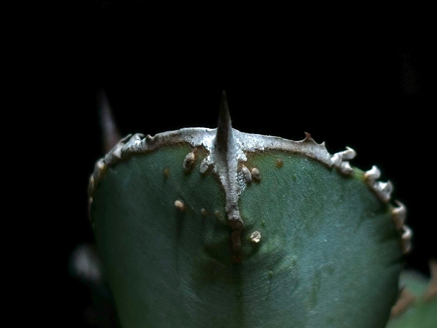 〈PAS〉 鰐亀 〈品番‐ADP-2〉