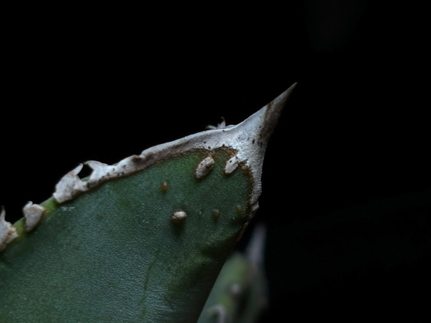 〈PAS〉 鰐亀 〈品番‐ADP-2〉