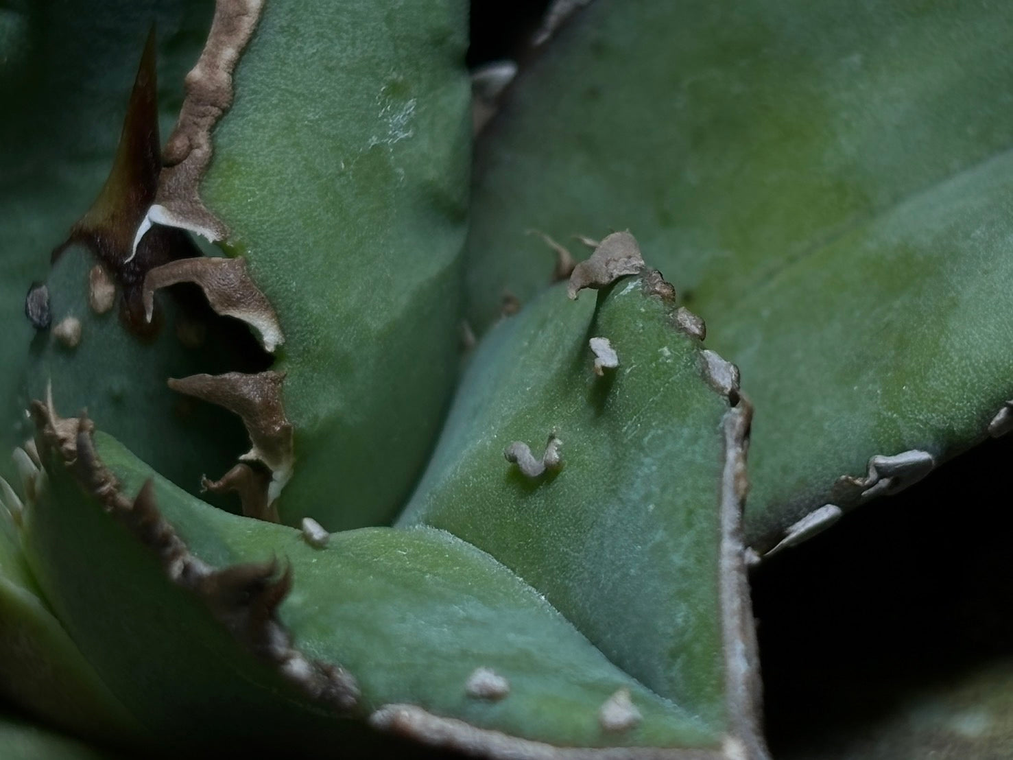 〈PAS〉 鰐亀 〈品番‐ADP-2〉