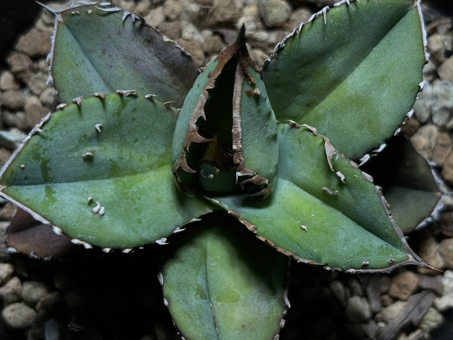 〈PAS〉 鰐亀 〈品番‐ADP-2〉