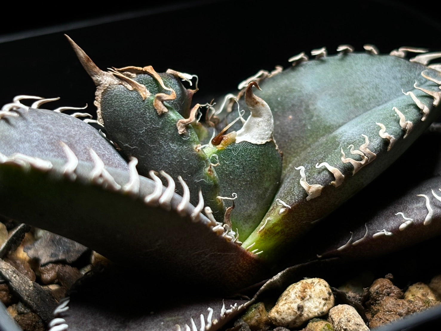 〈PAS〉金剛 〈品番‐BIP-1〉