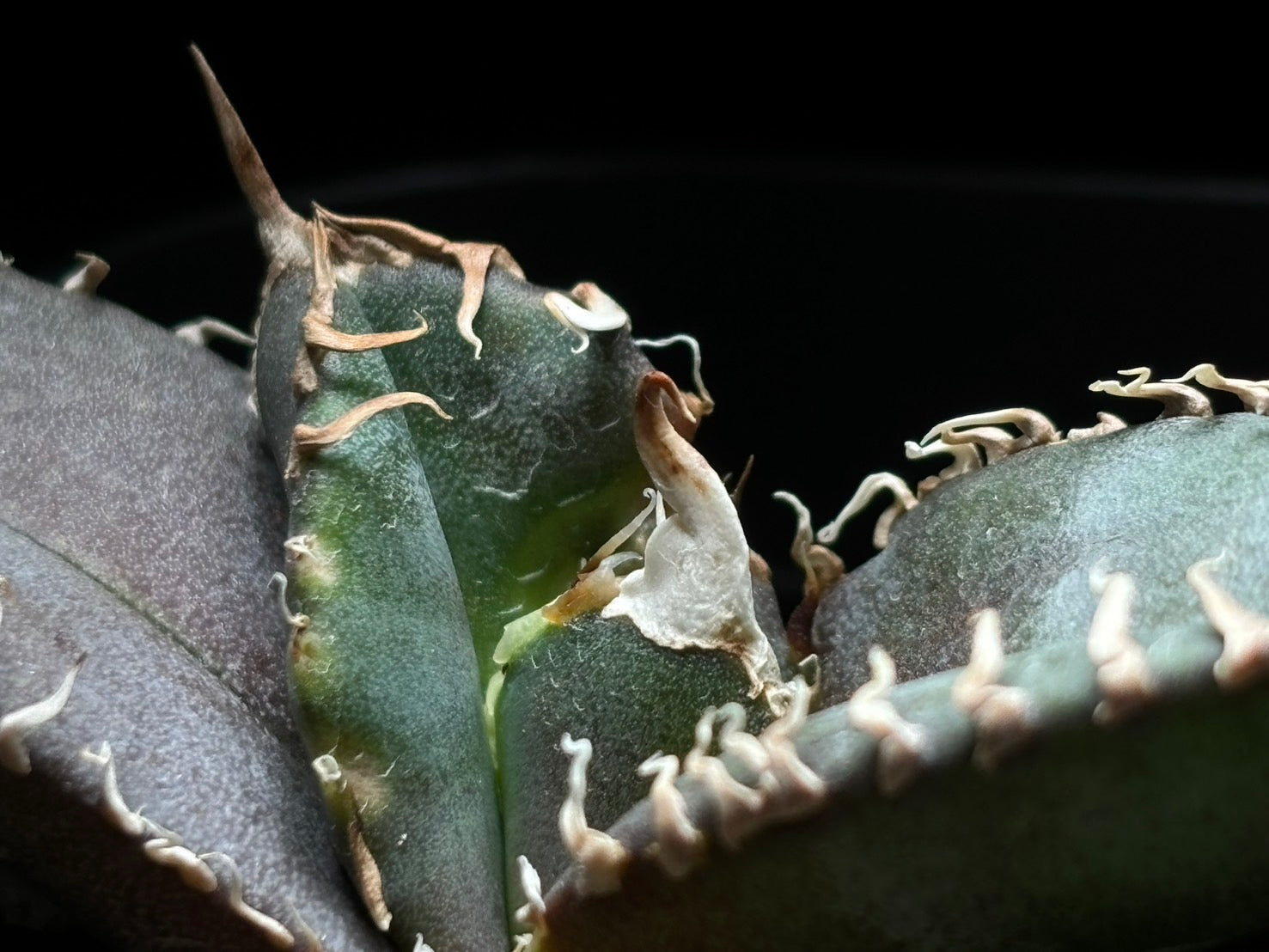 〈PAS〉金剛 〈品番‐BIP-1〉