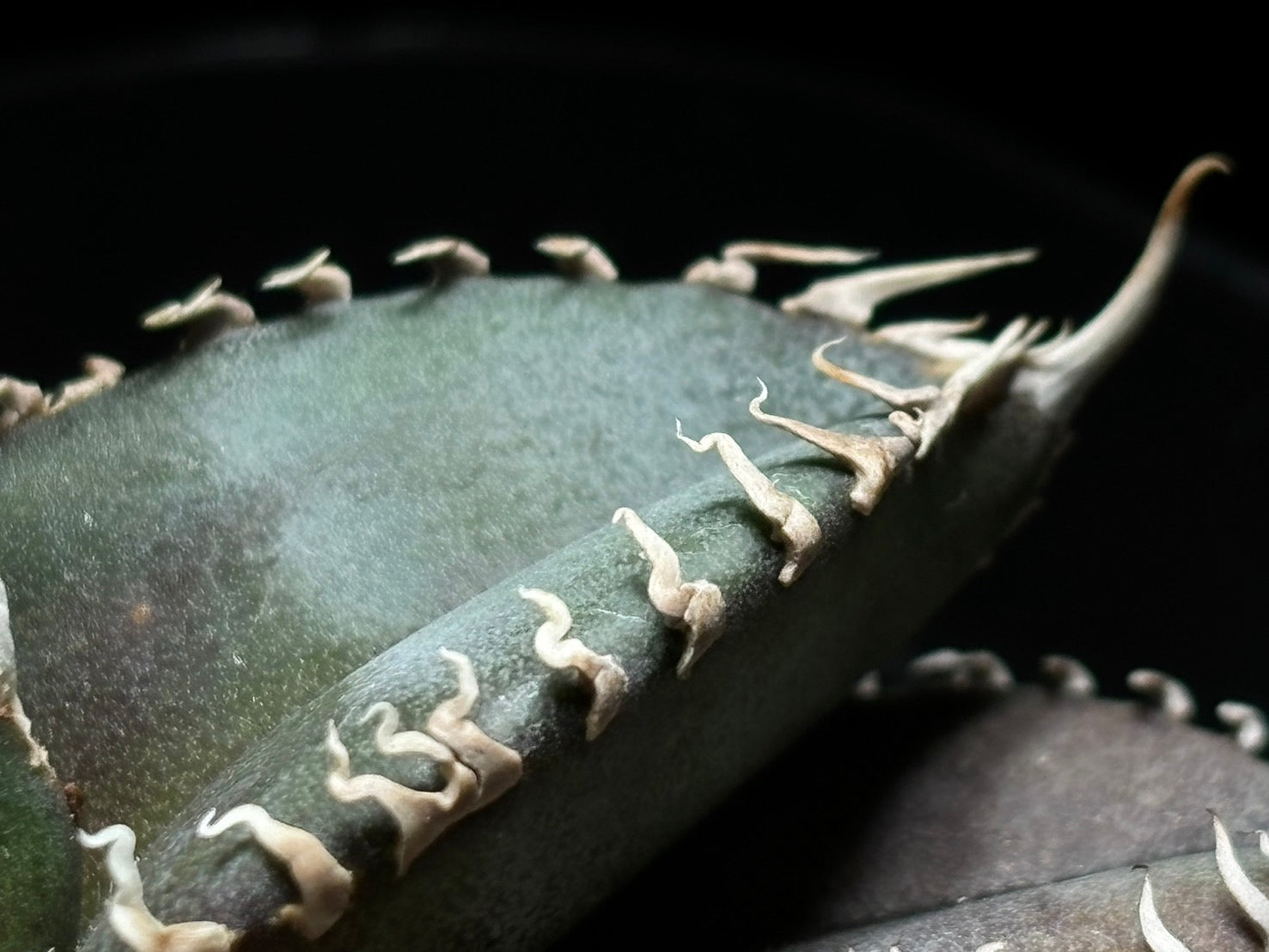 〈PAS〉金剛 〈品番‐BIP-1〉