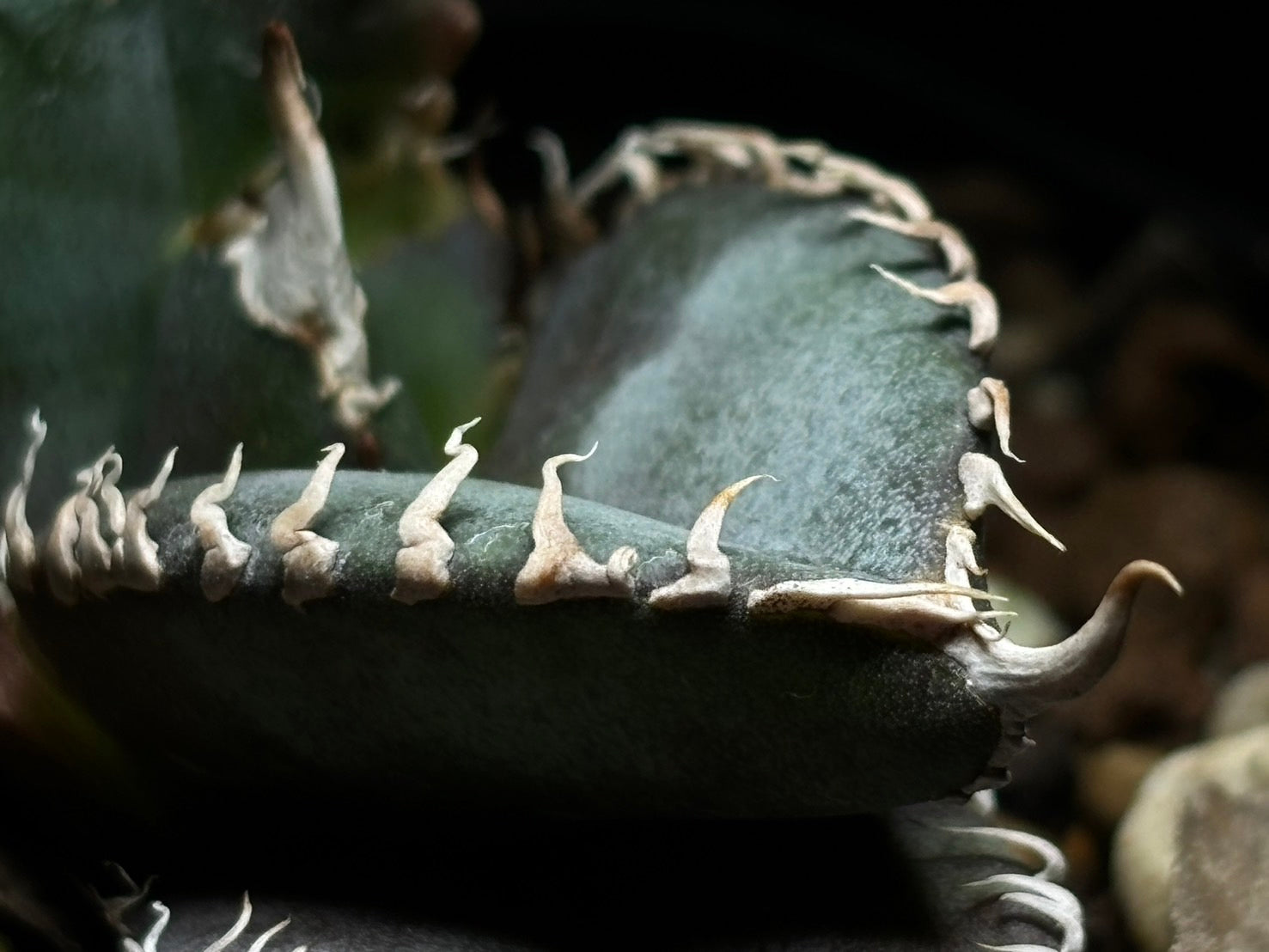 〈PAS〉金剛 〈品番‐BIP-1〉