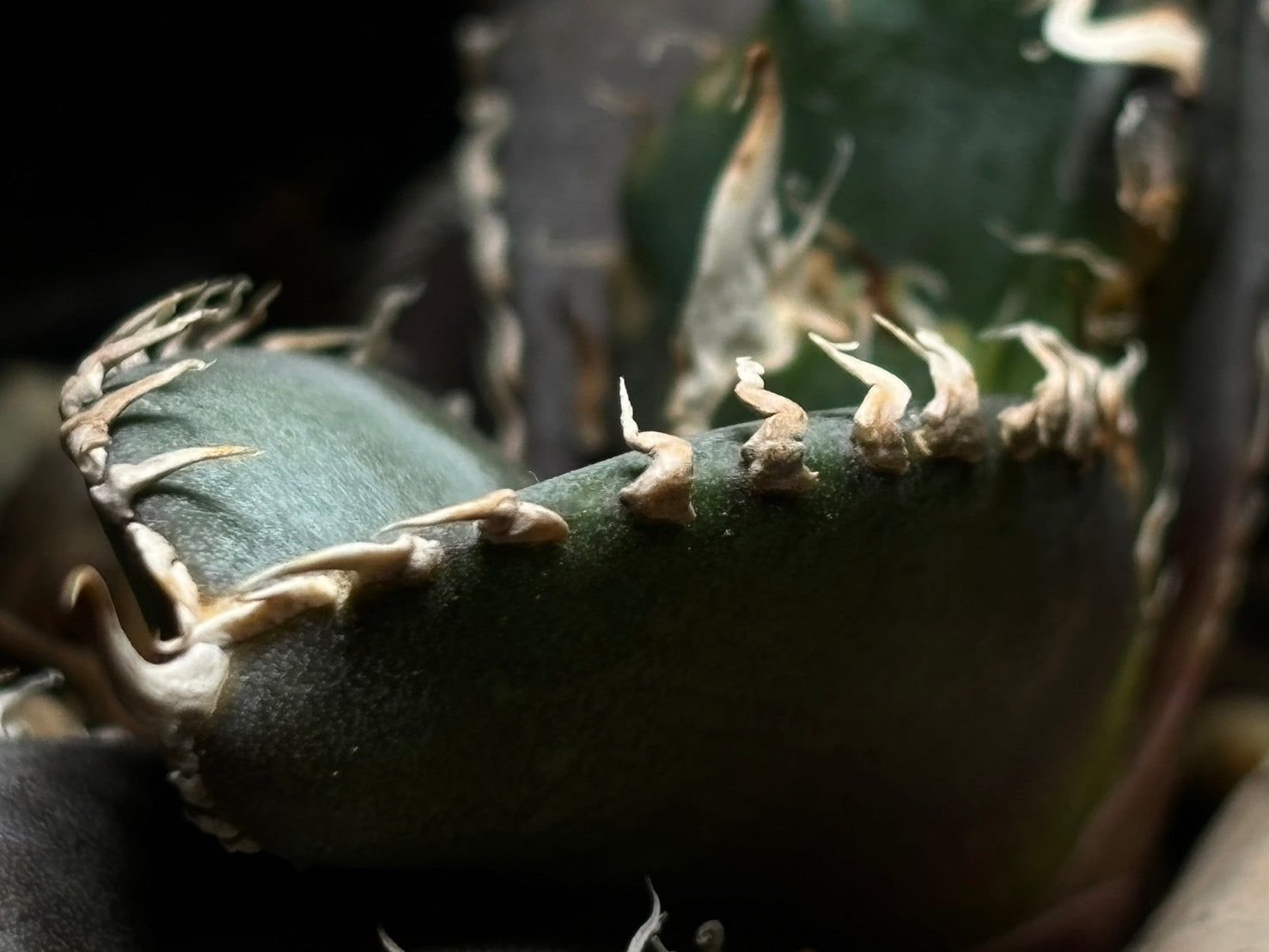 〈PAS〉金剛 〈品番‐BIP-1〉