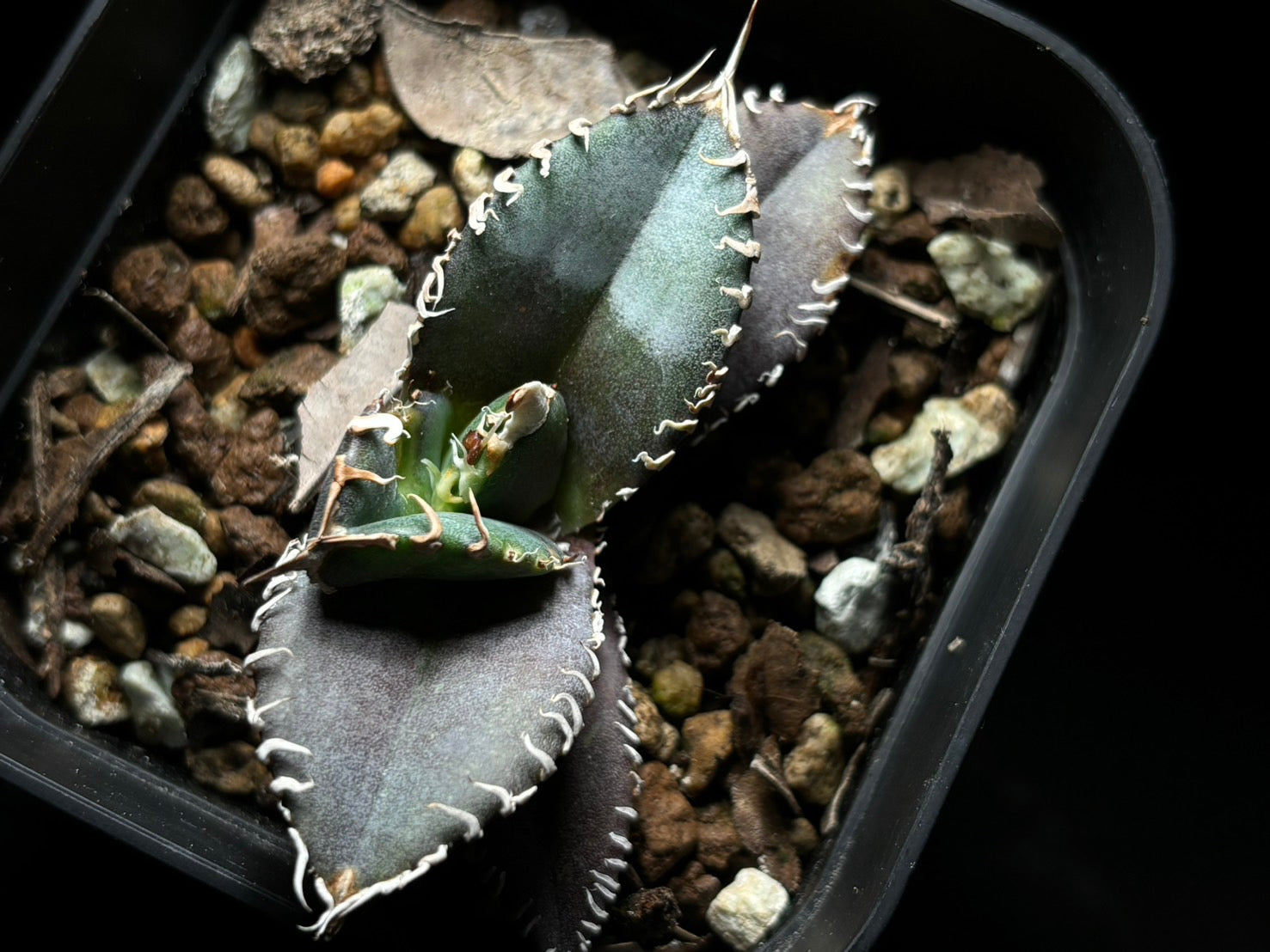 〈PAS〉金剛 〈品番‐BIP-1〉