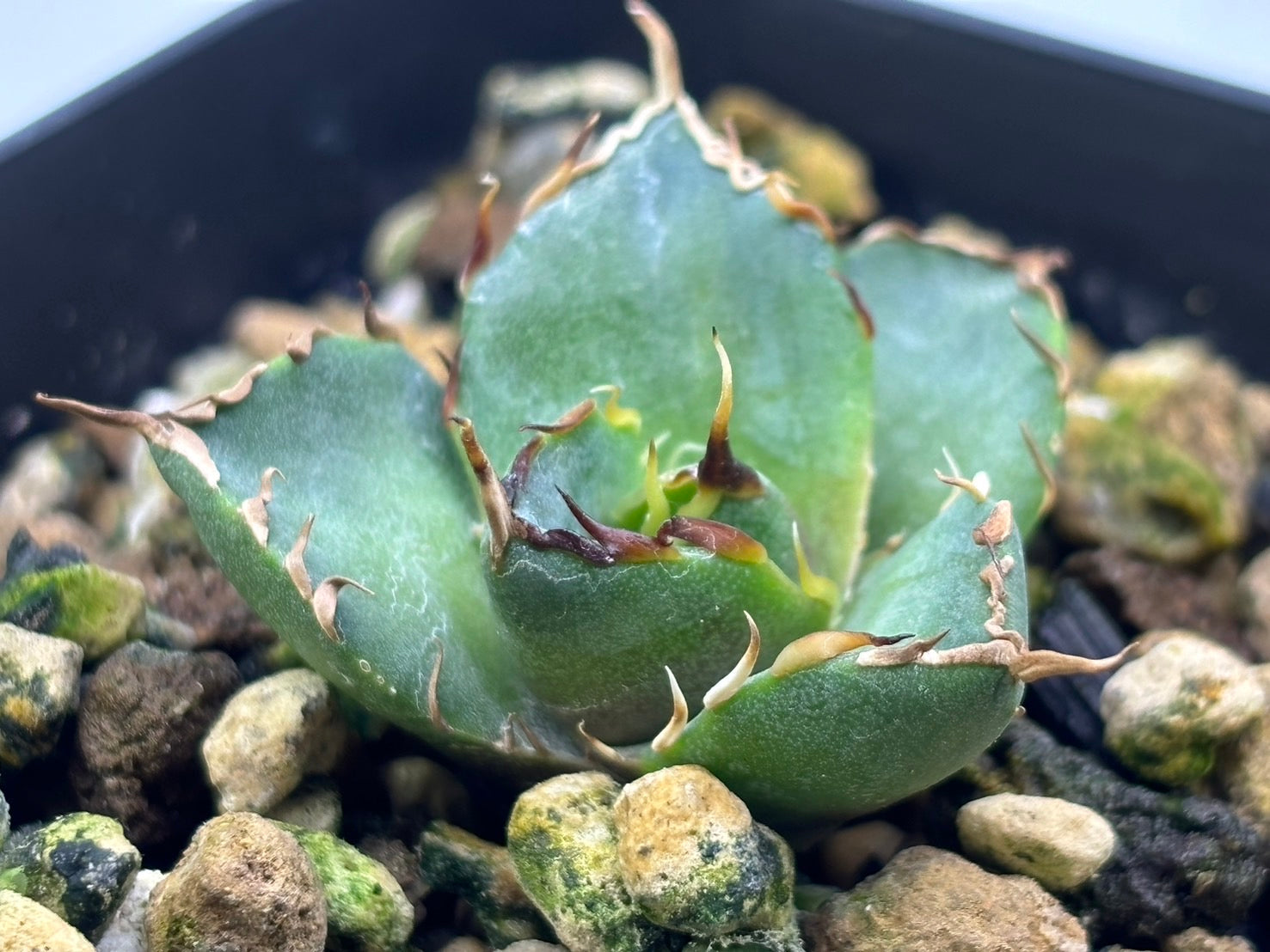 〈Lize‐リゼ〉恐竜牙歯 〈品番‐DL-3〉