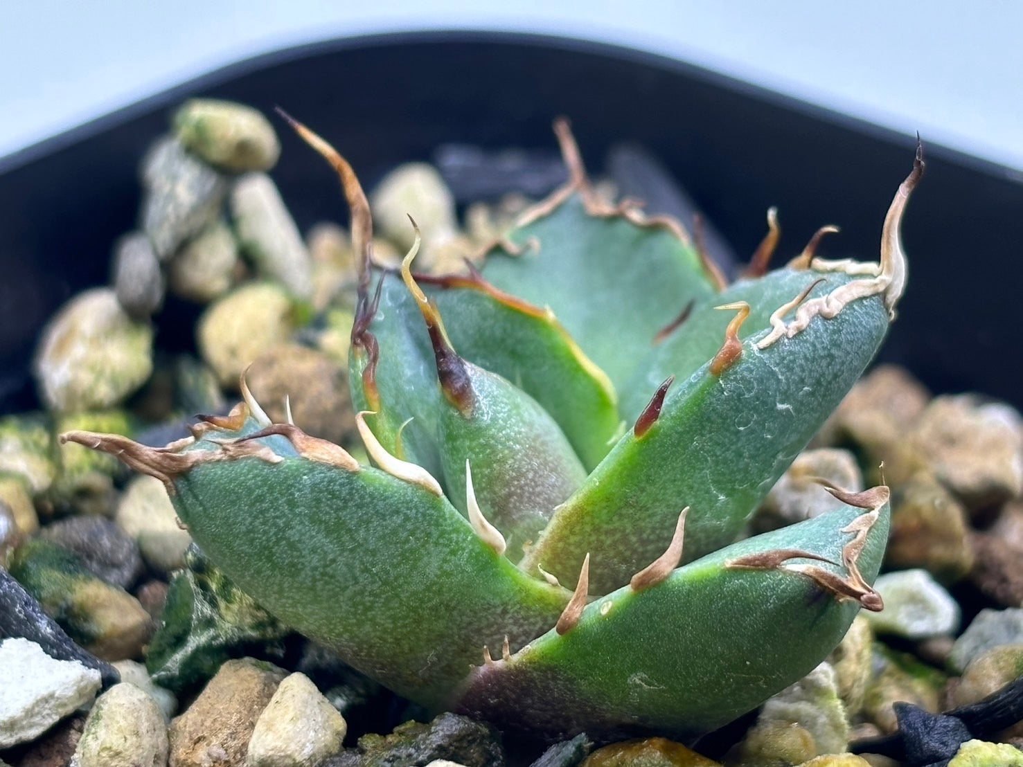 〈Lize‐リゼ〉恐竜牙歯 〈品番‐DL-3〉