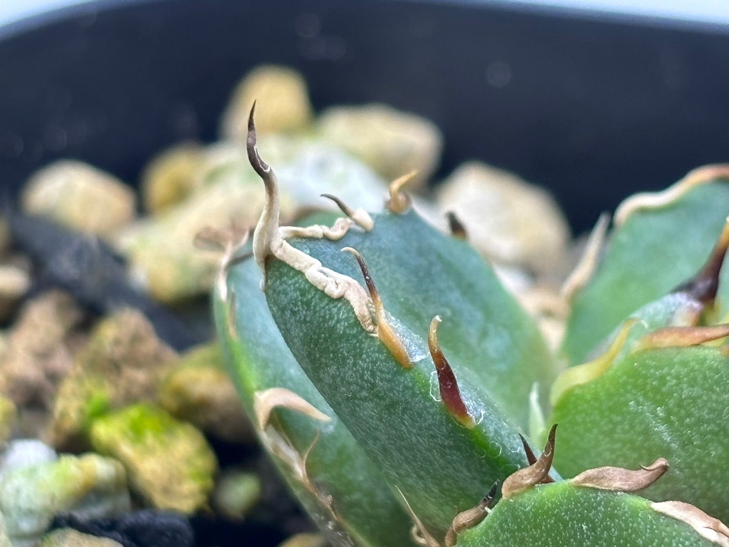 〈Lize‐リゼ〉恐竜牙歯 〈品番‐DL-3〉