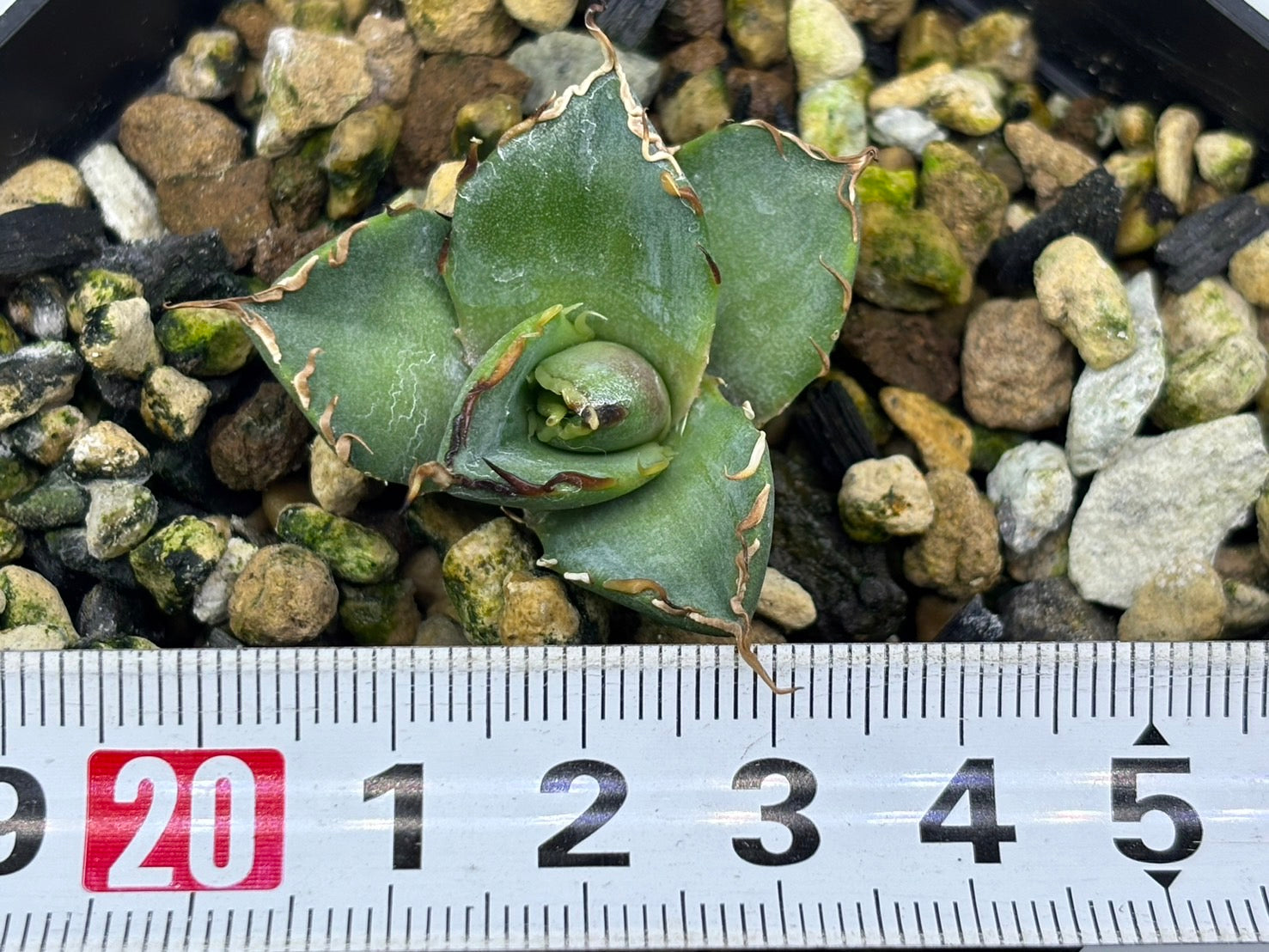 〈Lize‐リゼ〉恐竜牙歯 〈品番‐DL-3〉