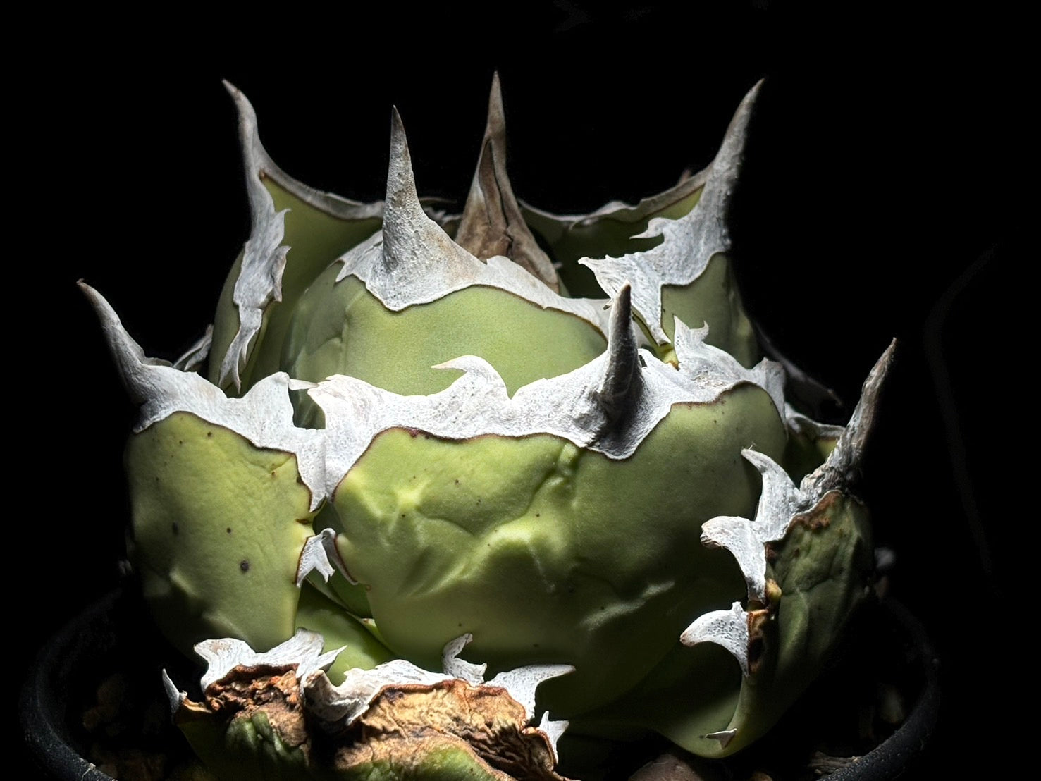 〈Lize‐リゼ〉蟹 子株〈品番-BL-21〉