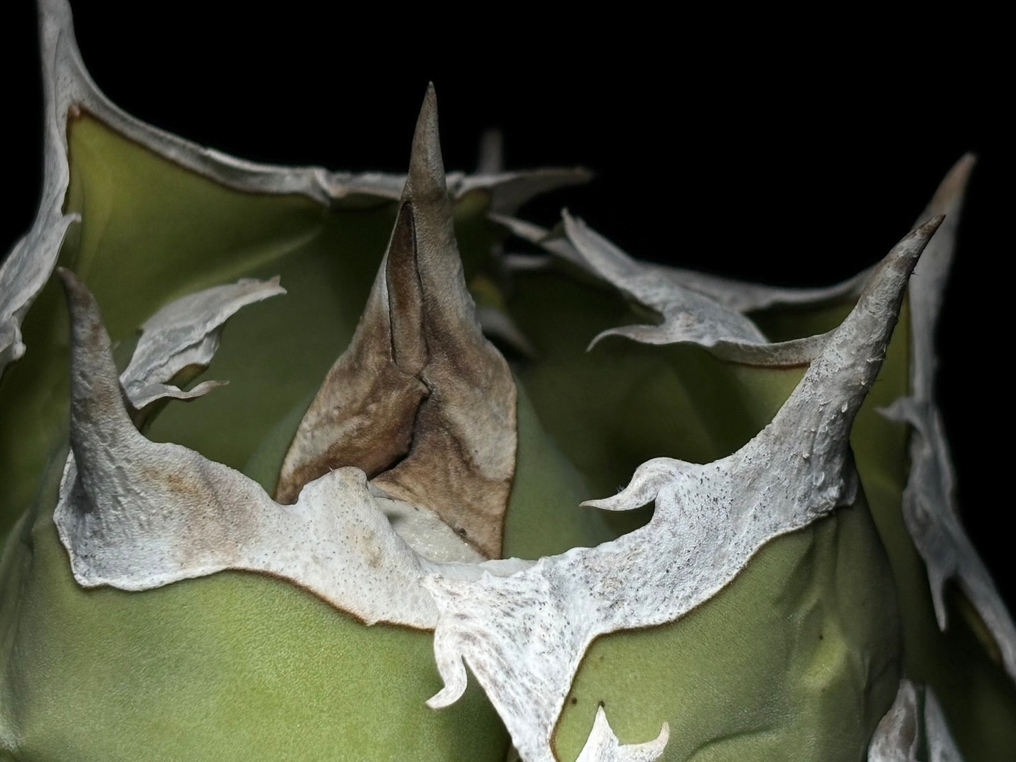 〈Lize‐リゼ〉蟹 〈品番‐BL-14〉