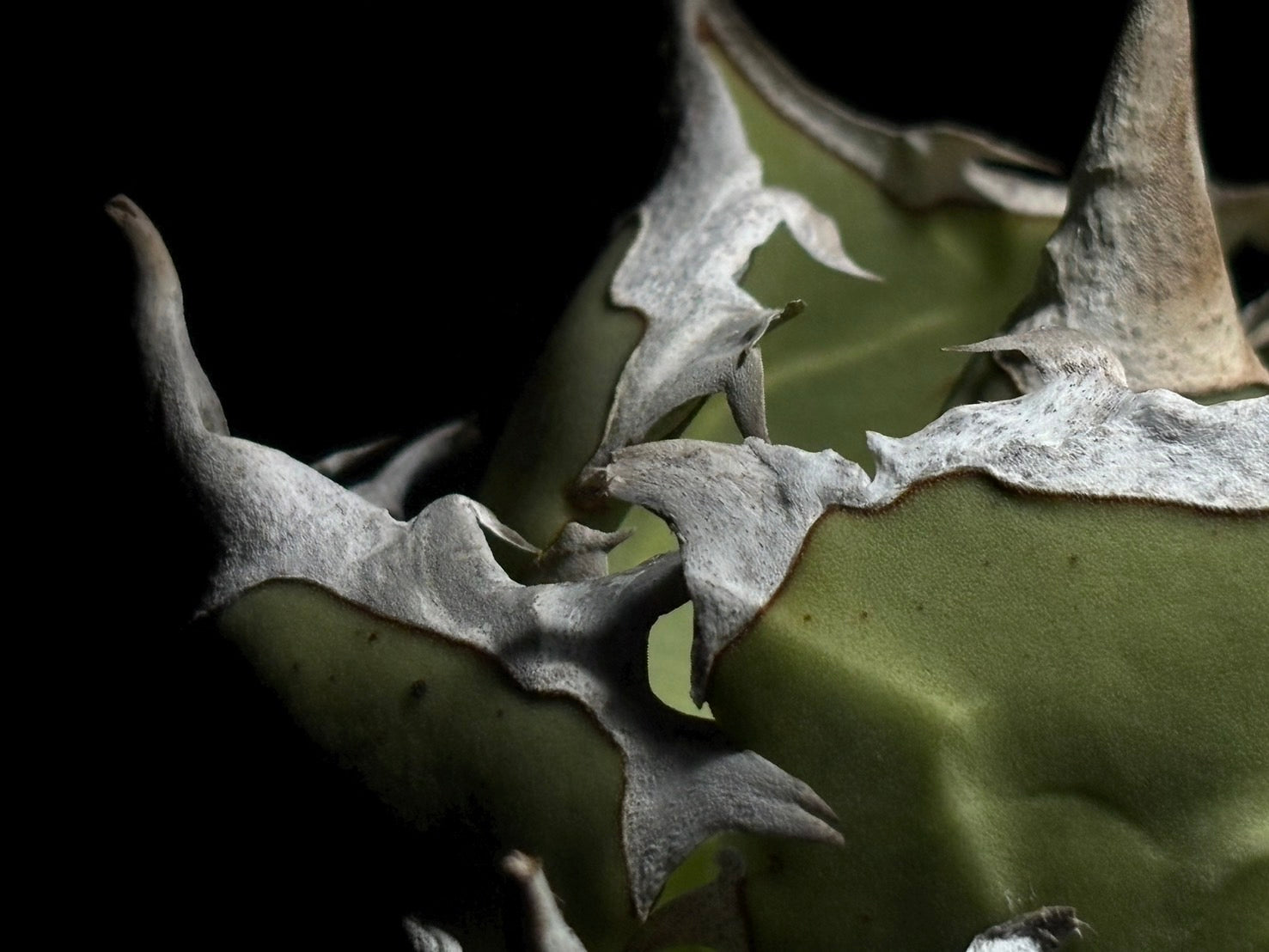 〈Lize‐リゼ〉蟹 〈品番‐BL-14〉