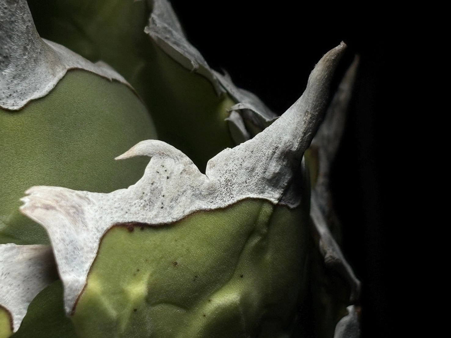 〈Lize‐リゼ〉蟹 〈品番‐BL-14〉