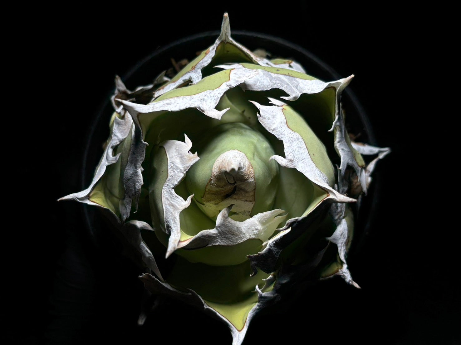 〈Lize‐リゼ〉蟹 〈品番‐BL-14〉