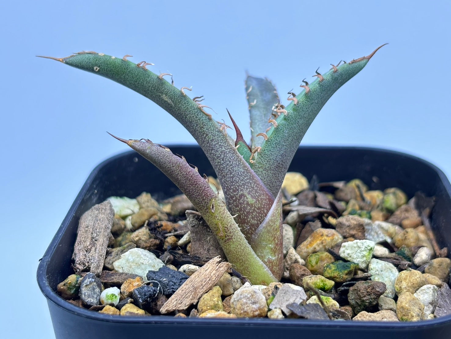 〈Lize‐リゼ〉東大姫厳龍 子株〈品番‐CL-42〉