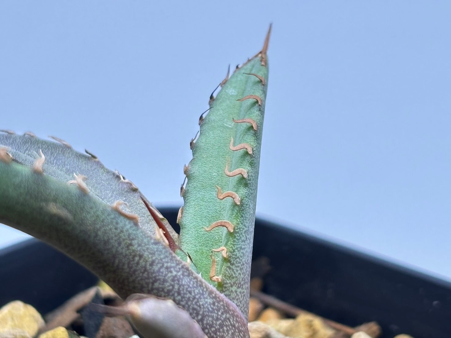 〈Lize‐リゼ〉東大姫厳龍 子株〈品番‐CL-42〉