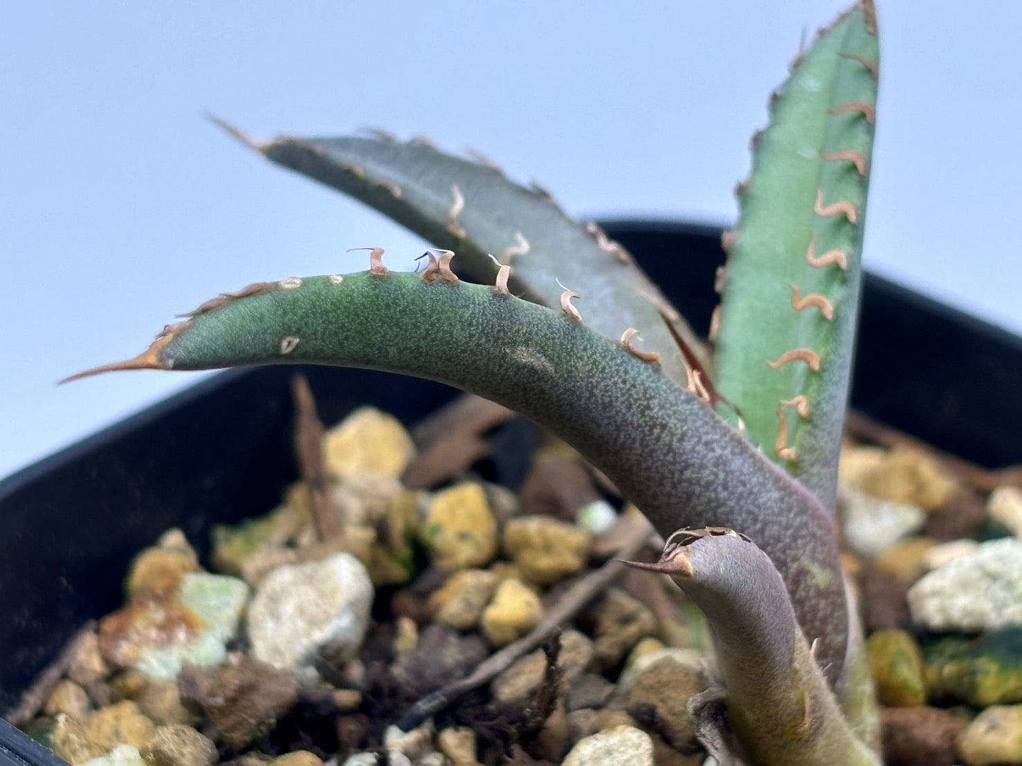 〈Lize‐リゼ〉東大姫厳龍 子株〈品番‐CL-42〉