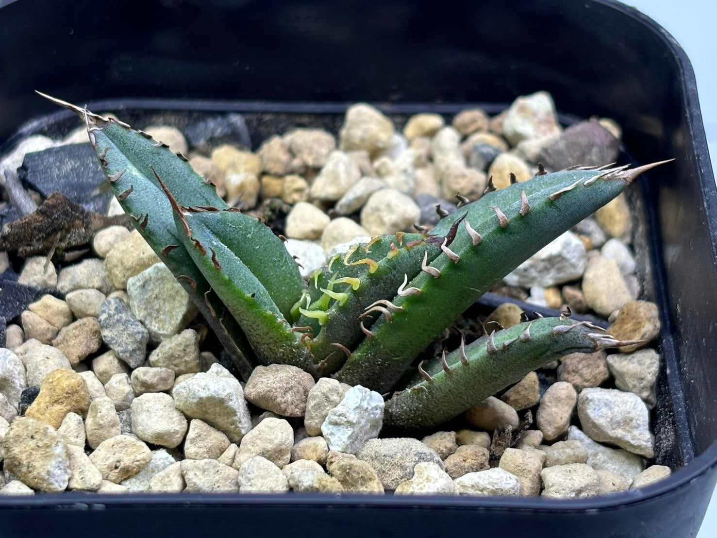 〈Lize‐リゼ〉東大姫厳龍 子株〈品番‐CL-43〉