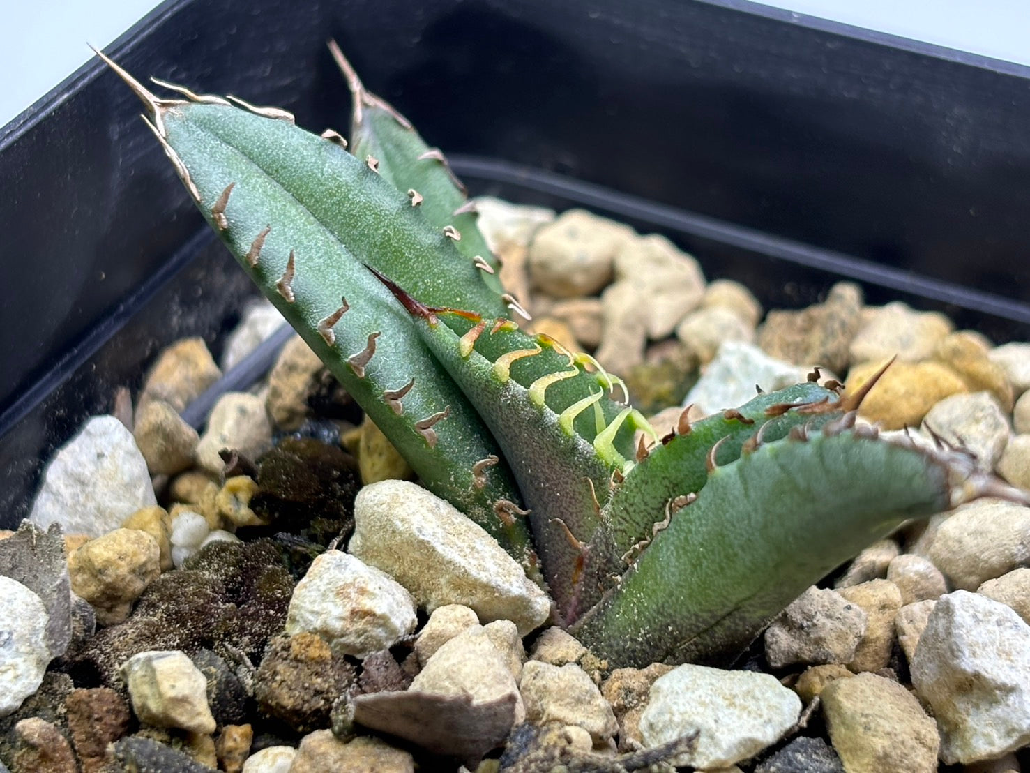 〈Lize‐リゼ〉東大姫厳龍 子株〈品番‐CL-43〉