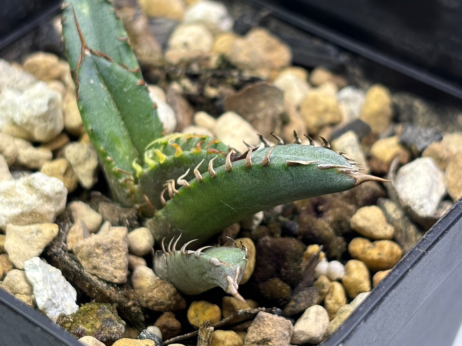 〈Lize‐リゼ〉東大姫厳龍 子株〈品番‐CL-43〉