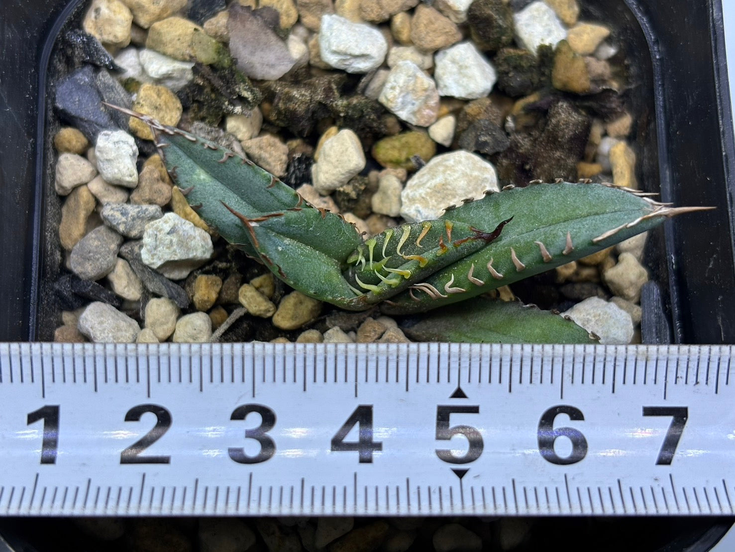 〈Lize‐リゼ〉東大姫厳龍 子株〈品番‐CL-43〉