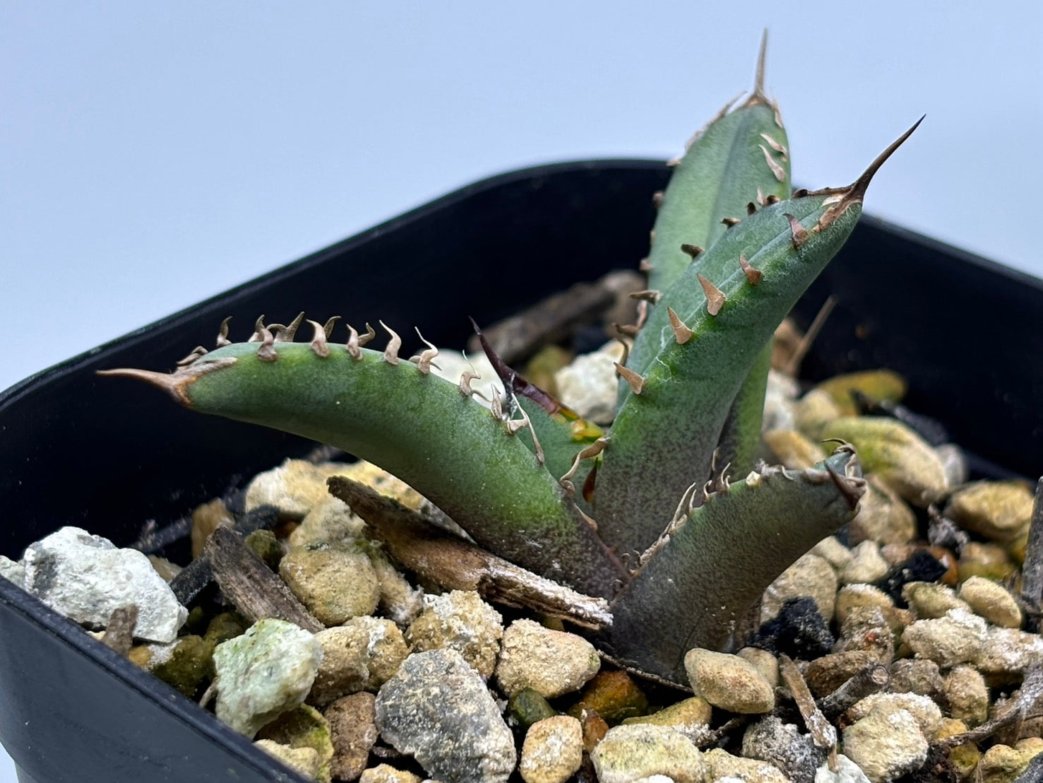 〈Lize‐リゼ〉東大姫厳龍 子株〈品番‐CL-45〉