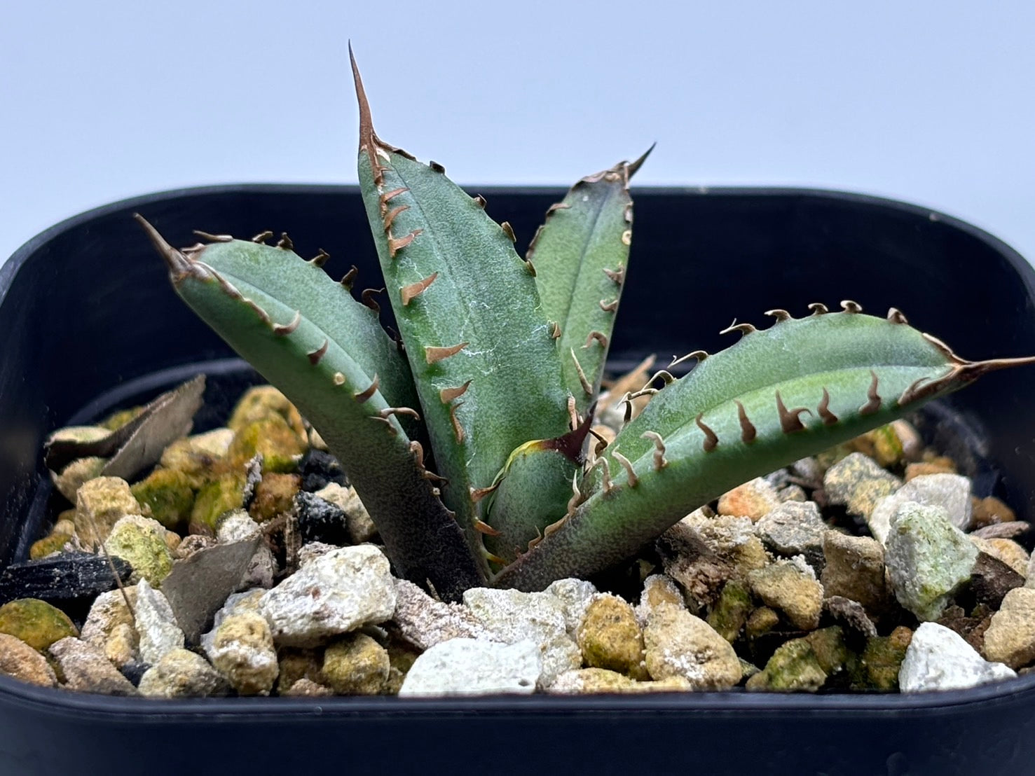 〈Lize‐リゼ〉東大姫厳龍 子株〈品番‐CL-45〉