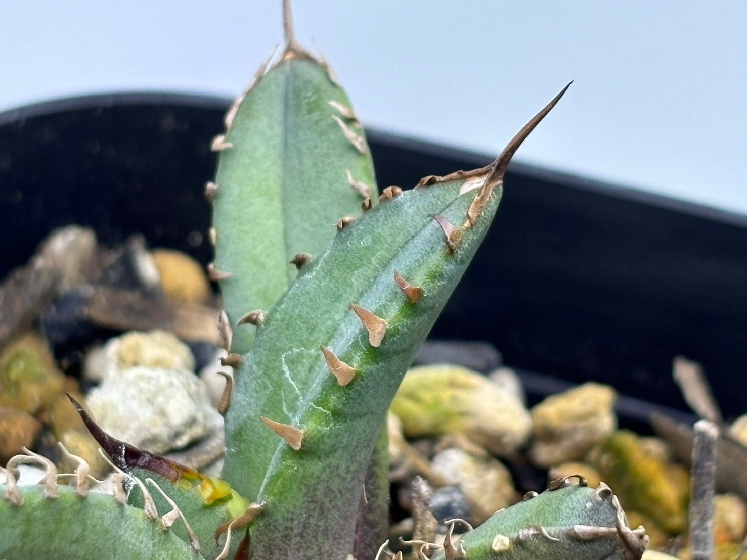 〈Lize‐リゼ〉東大姫厳龍 子株〈品番‐CL-45〉