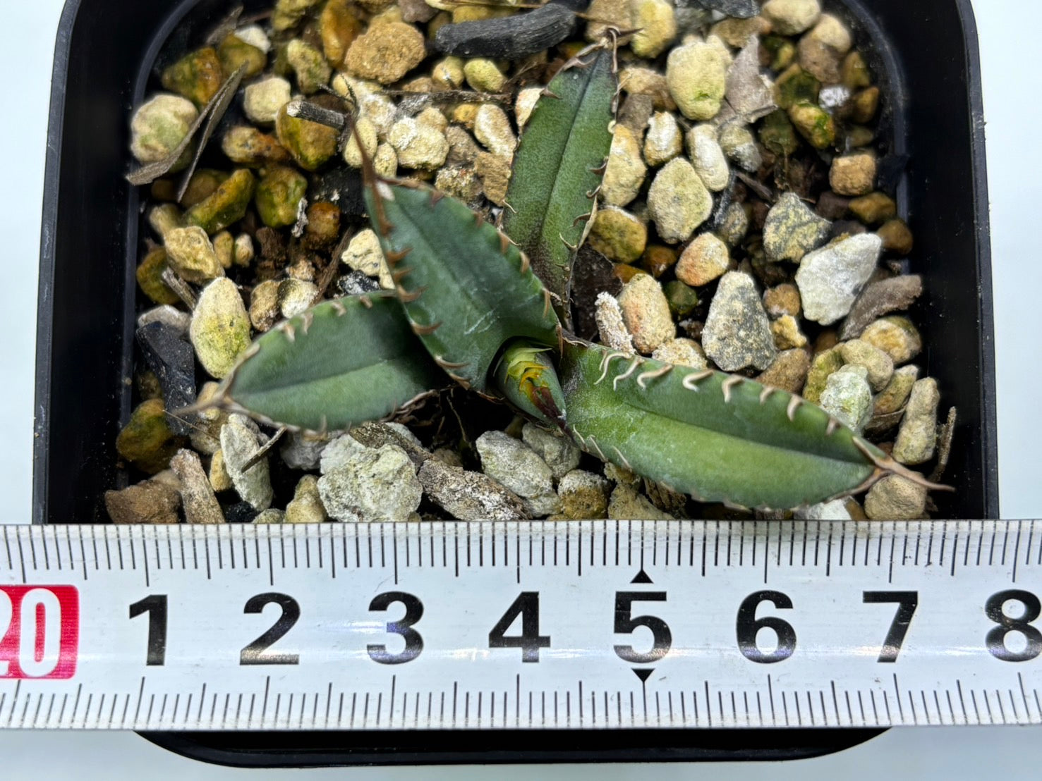 〈Lize‐リゼ〉東大姫厳龍 子株〈品番‐CL-45〉