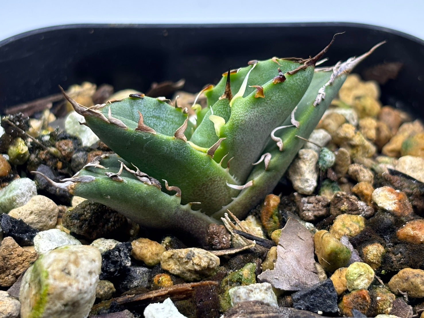 〈Lize‐リゼ〉蟹 子株〈品番-BL-27〉