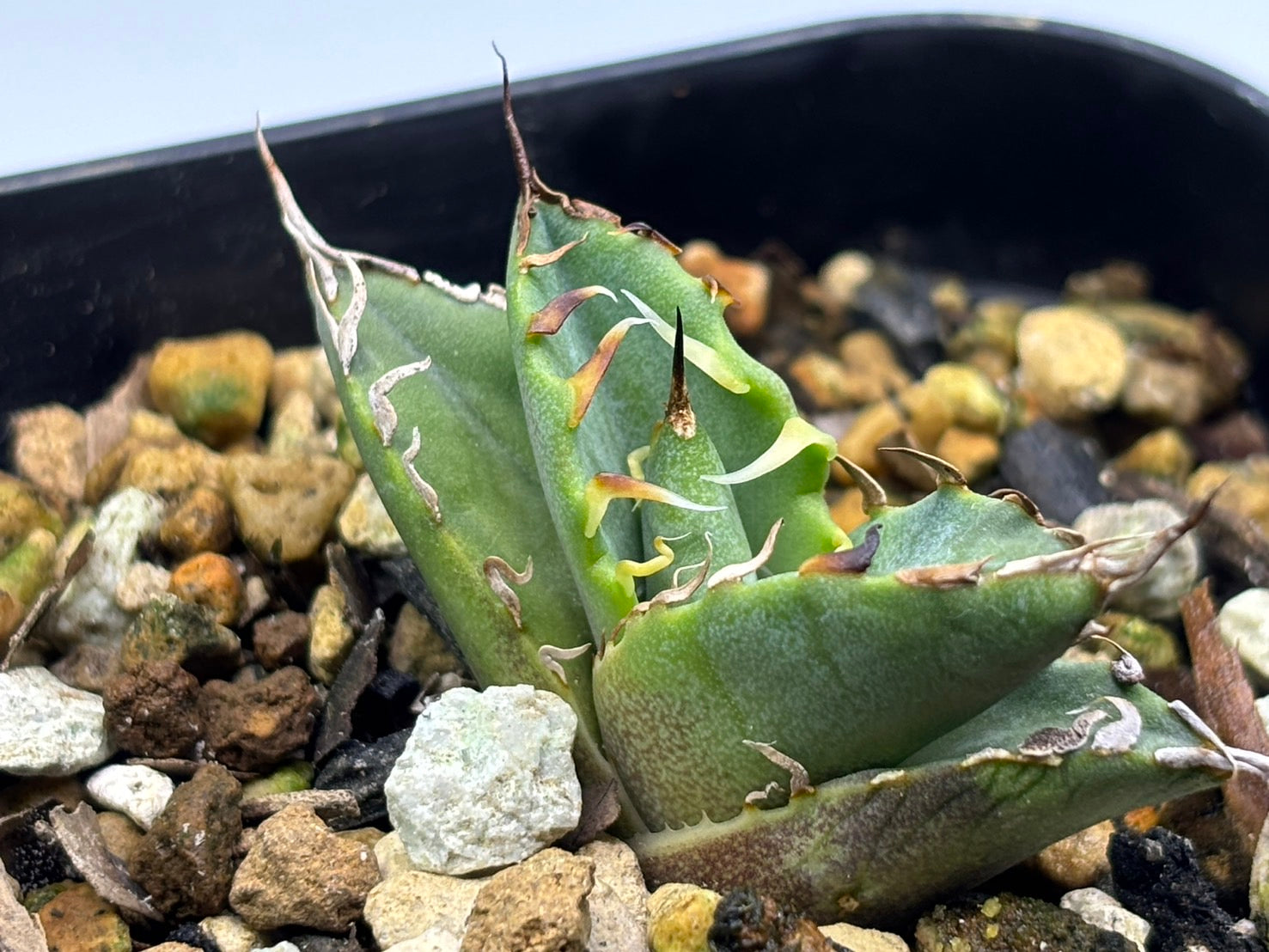 〈Lize‐リゼ〉蟹 子株〈品番-BL-27〉