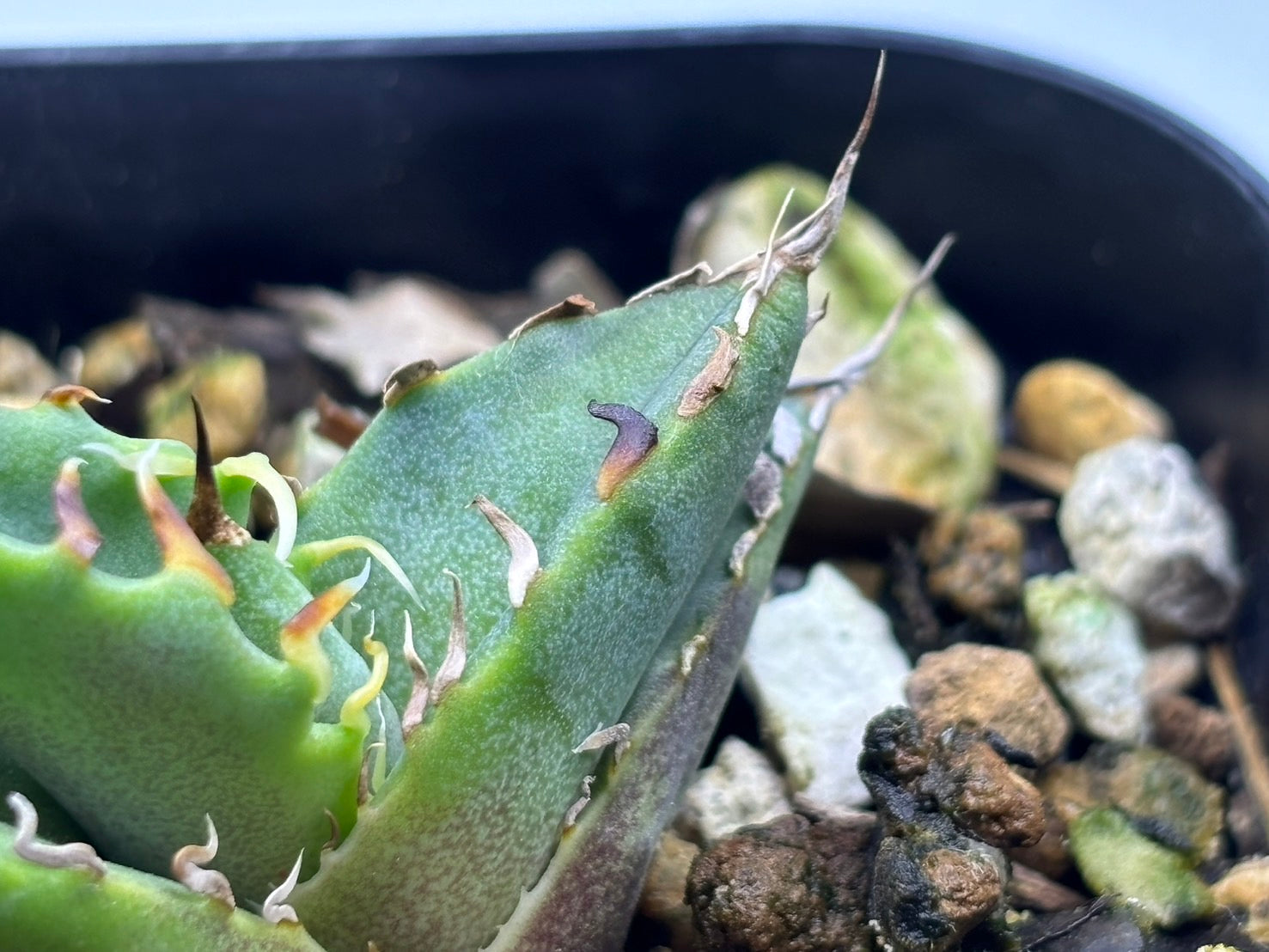 〈Lize‐リゼ〉蟹 子株〈品番-BL-27〉