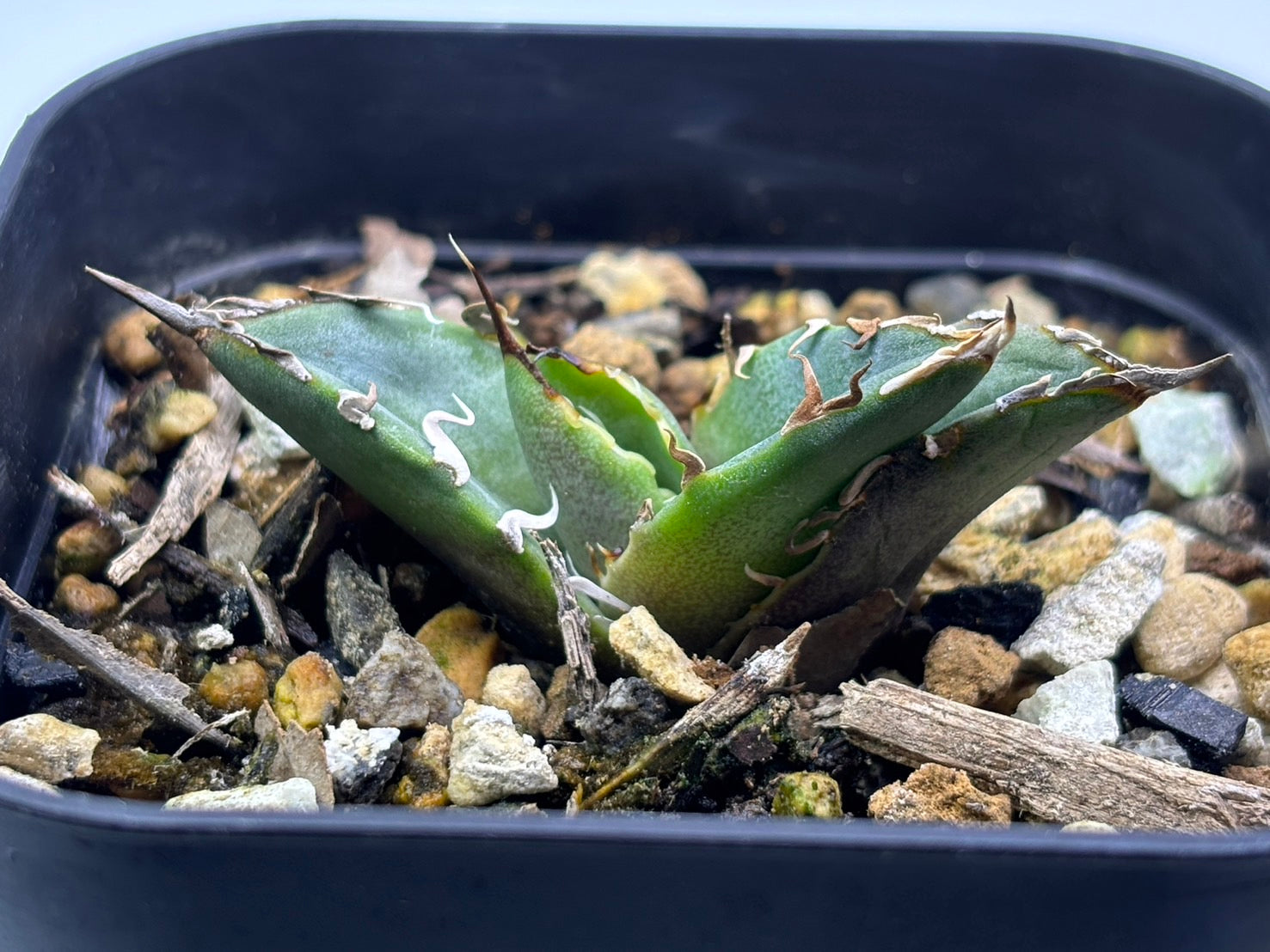 〈Lize‐リゼ〉蟹 子株〈品番-BL-28〉