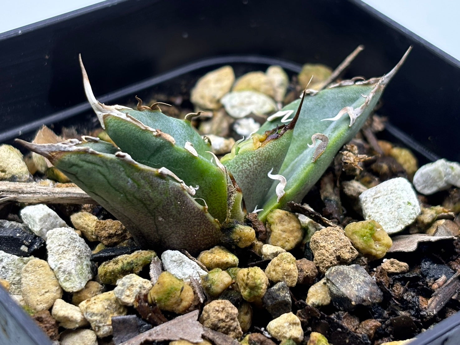 〈Lize‐リゼ〉蟹 子株〈品番-BL-28〉