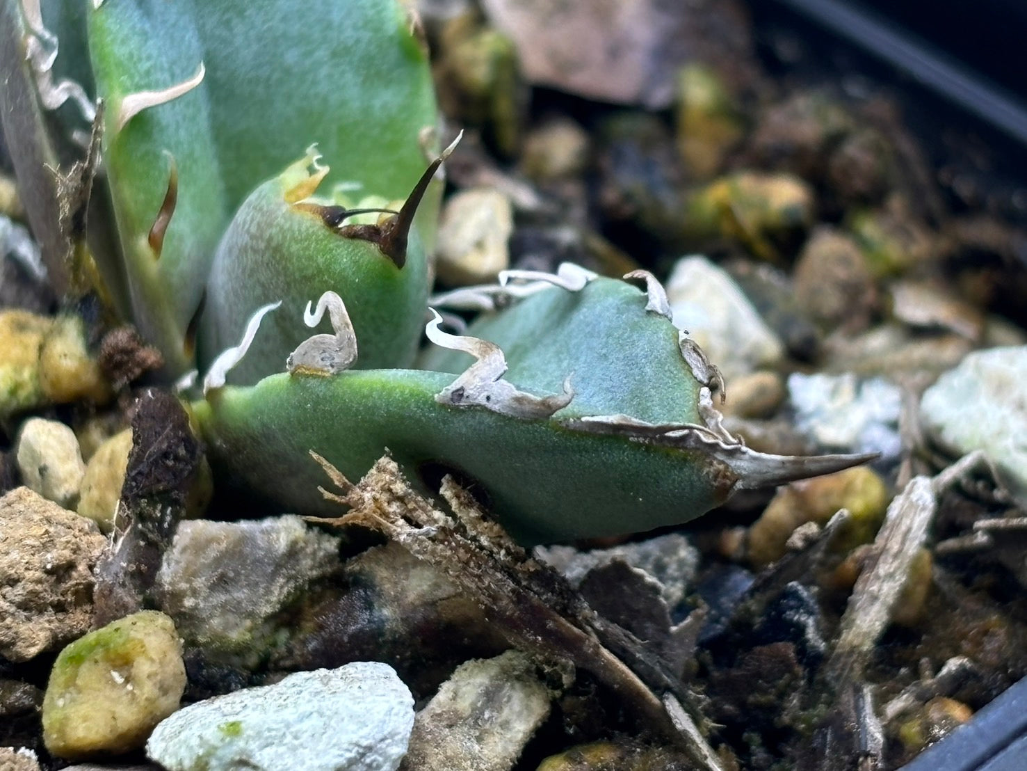 〈Lize‐リゼ〉蟹 子株〈品番-BL-28〉