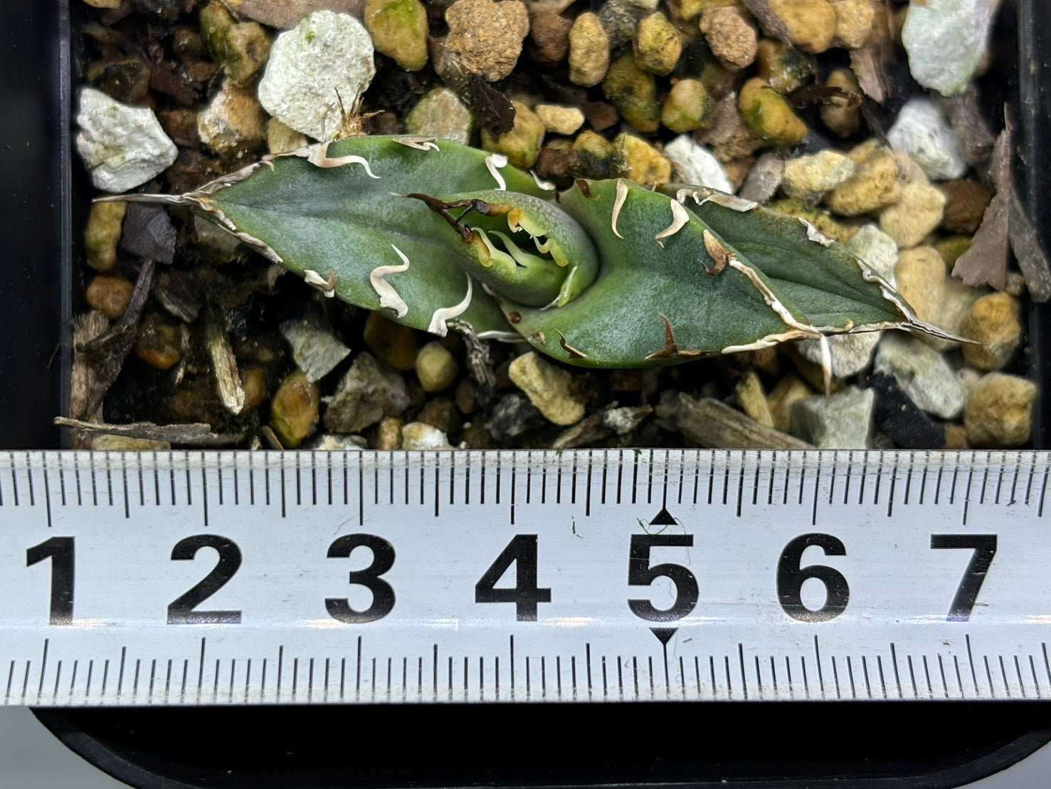 〈Lize‐リゼ〉蟹 子株〈品番-BL-28〉