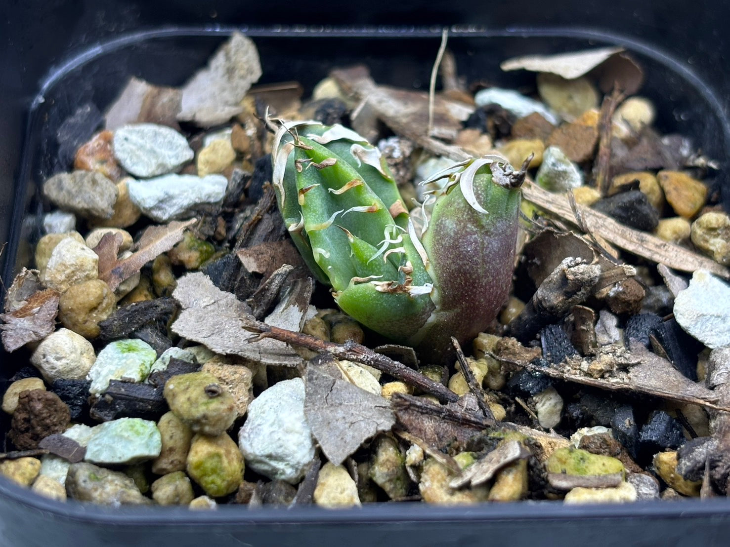 〈Lize‐リゼ〉蟹 子株〈品番-BL-29〉