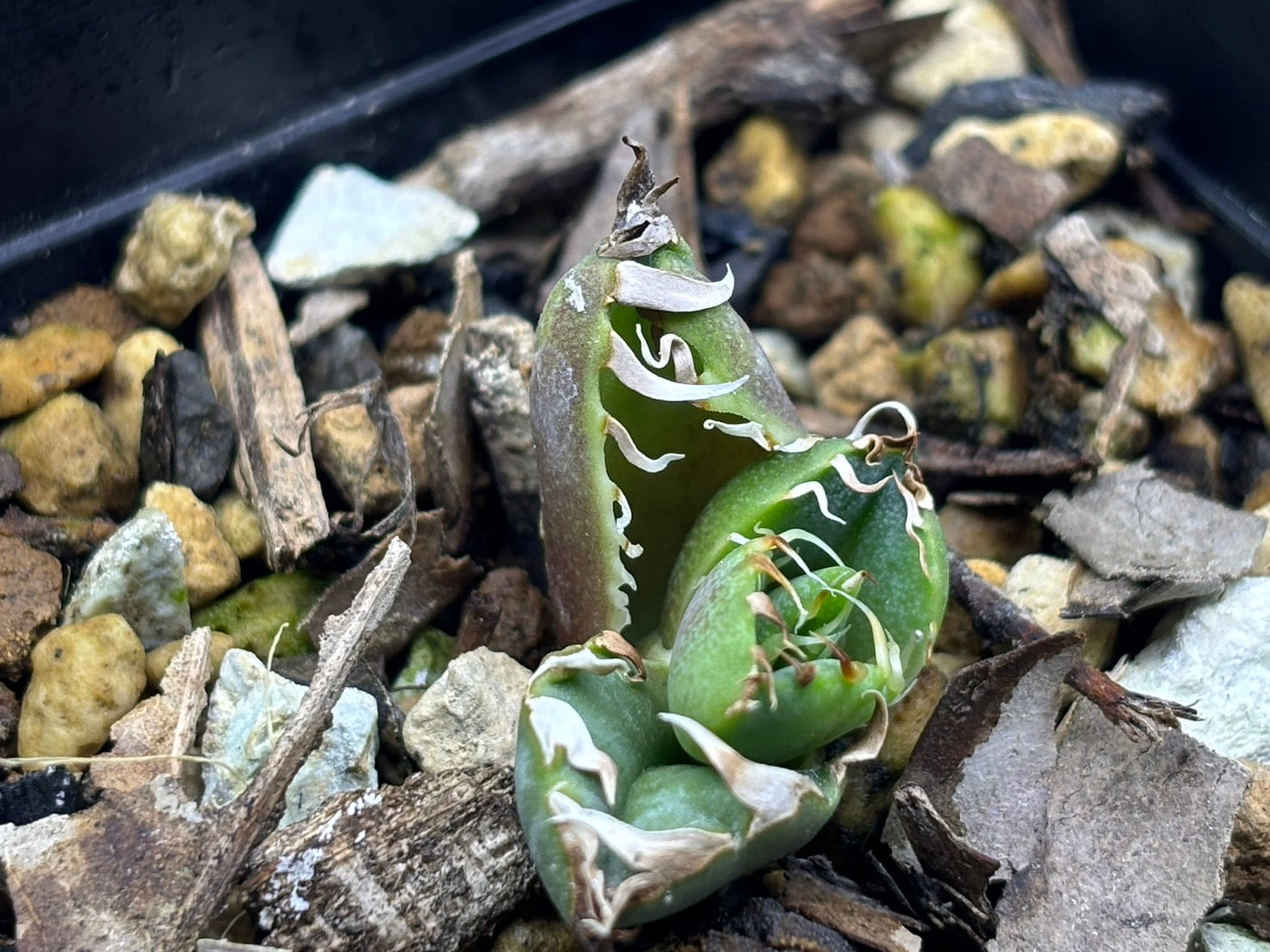 〈Lize‐リゼ〉蟹 子株〈品番-BL-29〉