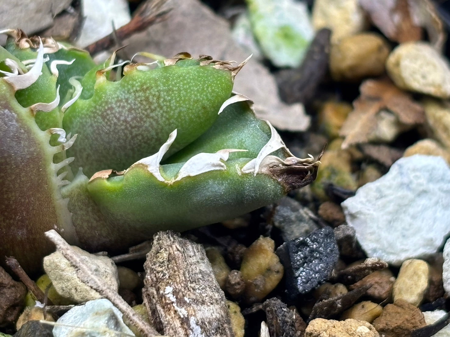 〈Lize‐リゼ〉蟹 子株〈品番-BL-29〉